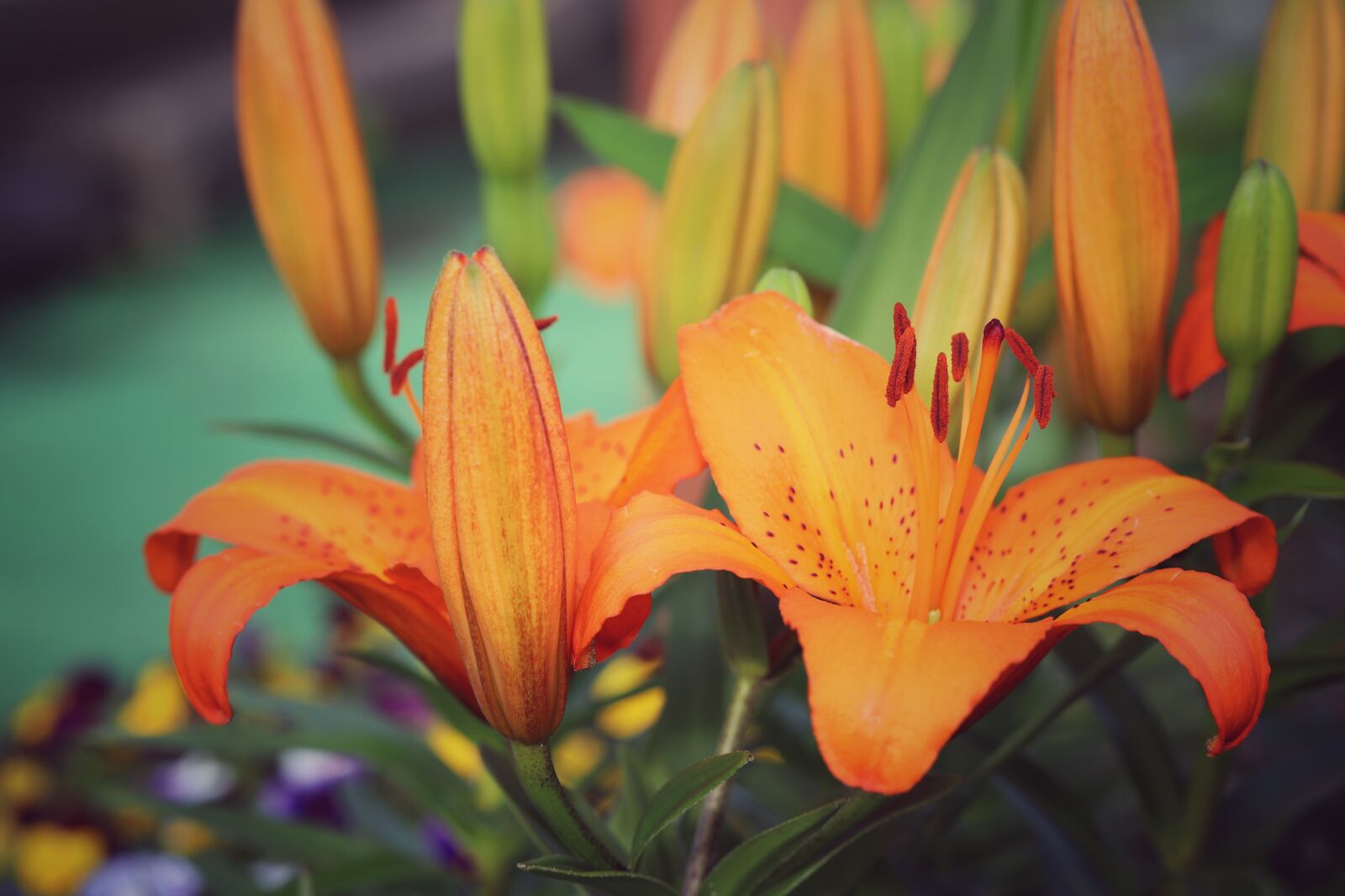 Canon EOS 6D Mark II + Canon EF 100mm F2.8L Macro IS USM sample photo. Lilies, flower, macro photography