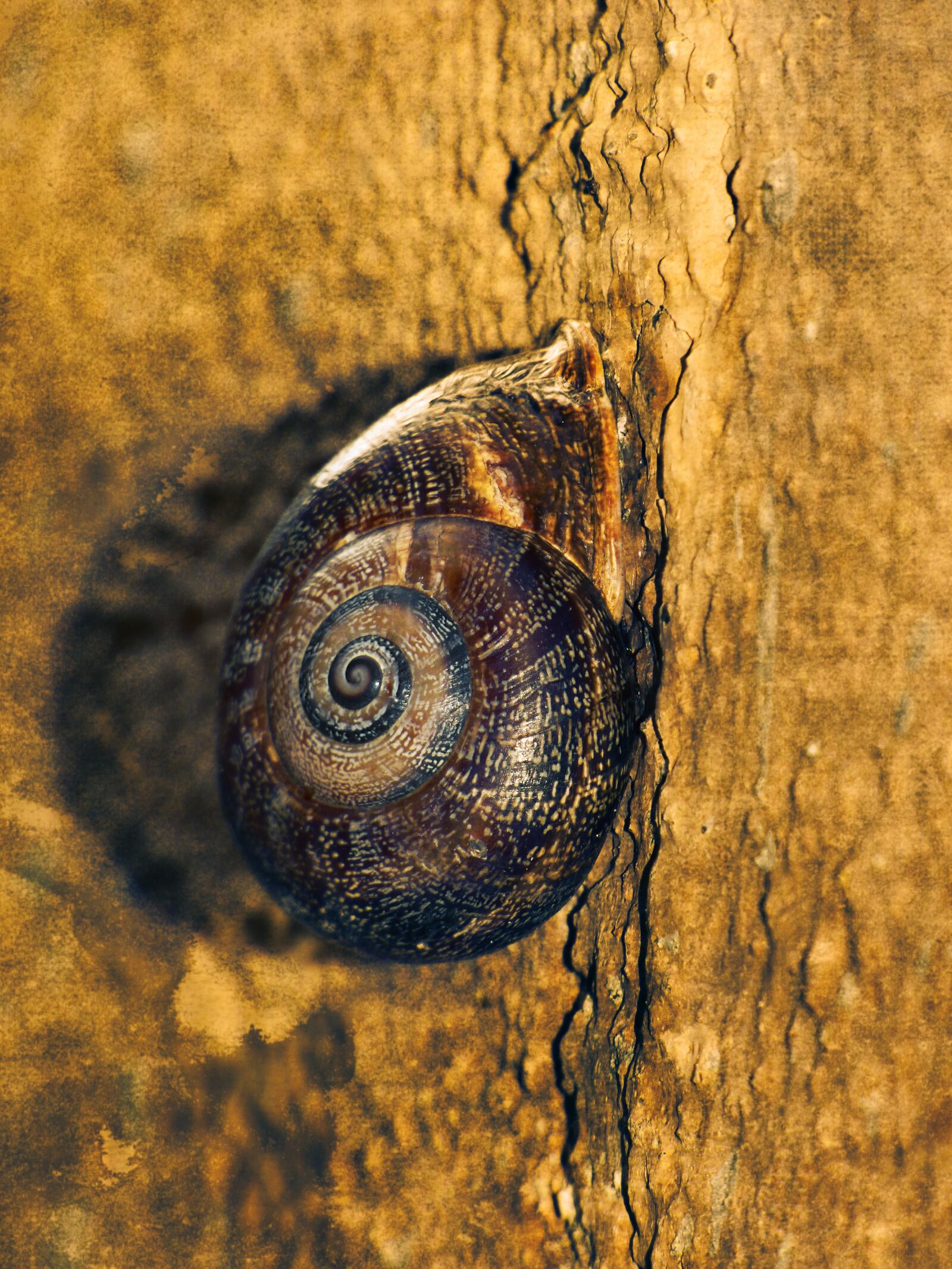 Panasonic Lumix DMC-FZ70 sample photo. Snail, spiral, wall photography