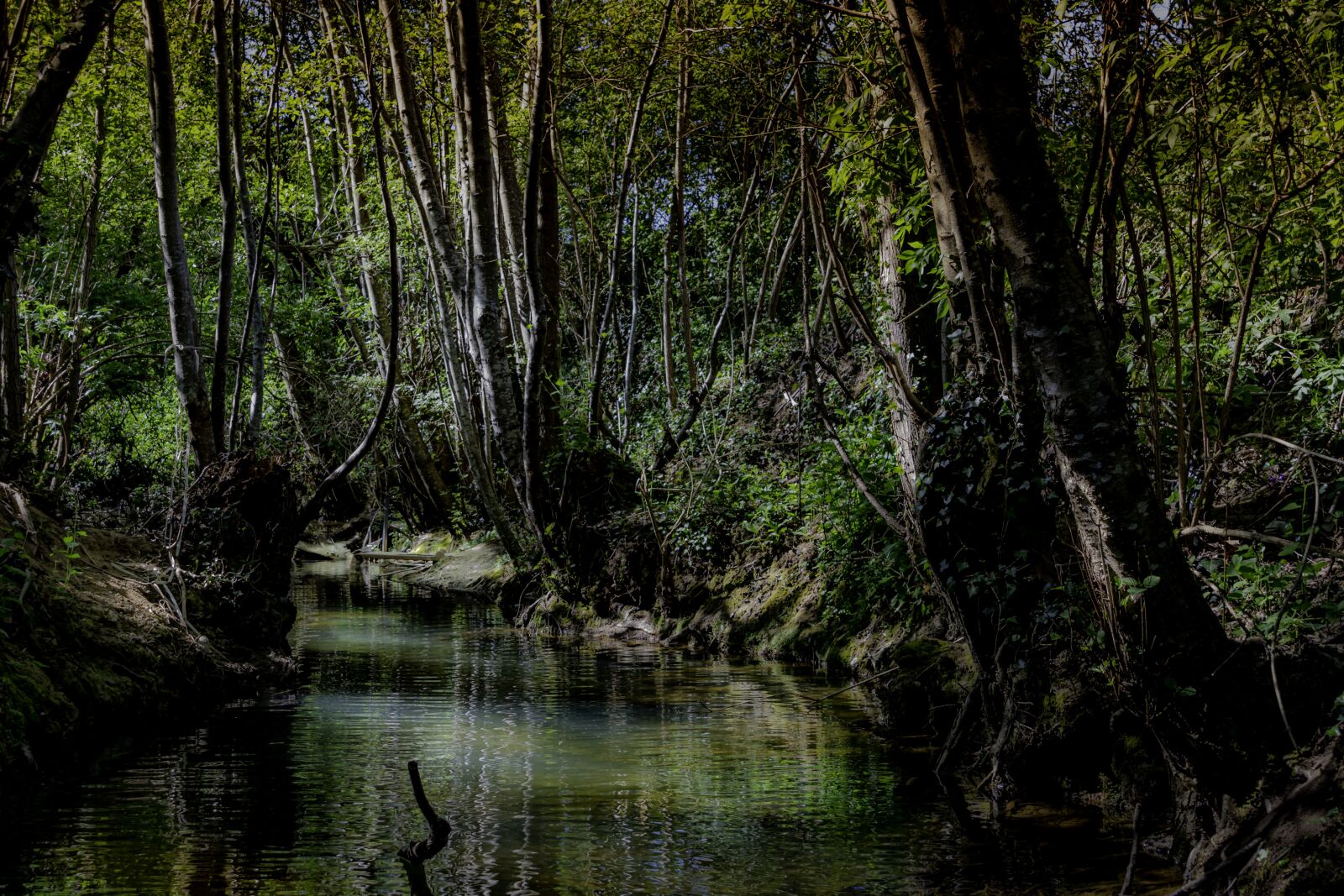 Nikon D7500 sample photo. River, forest, nature photography