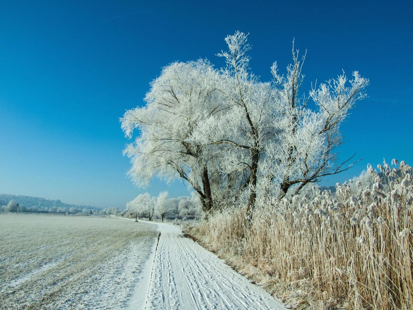 Fujifilm FinePix S6500fd sample photo. Snow, winter, landscape, frost photography