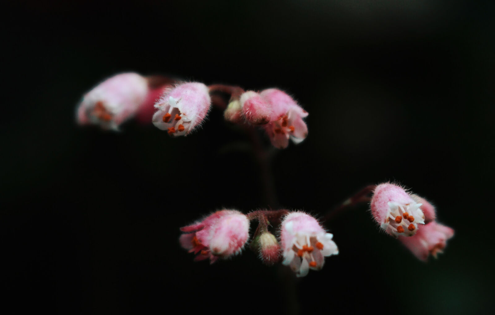Canon EOS 700D (EOS Rebel T5i / EOS Kiss X7i) sample photo. Close, up, closeup, cute photography