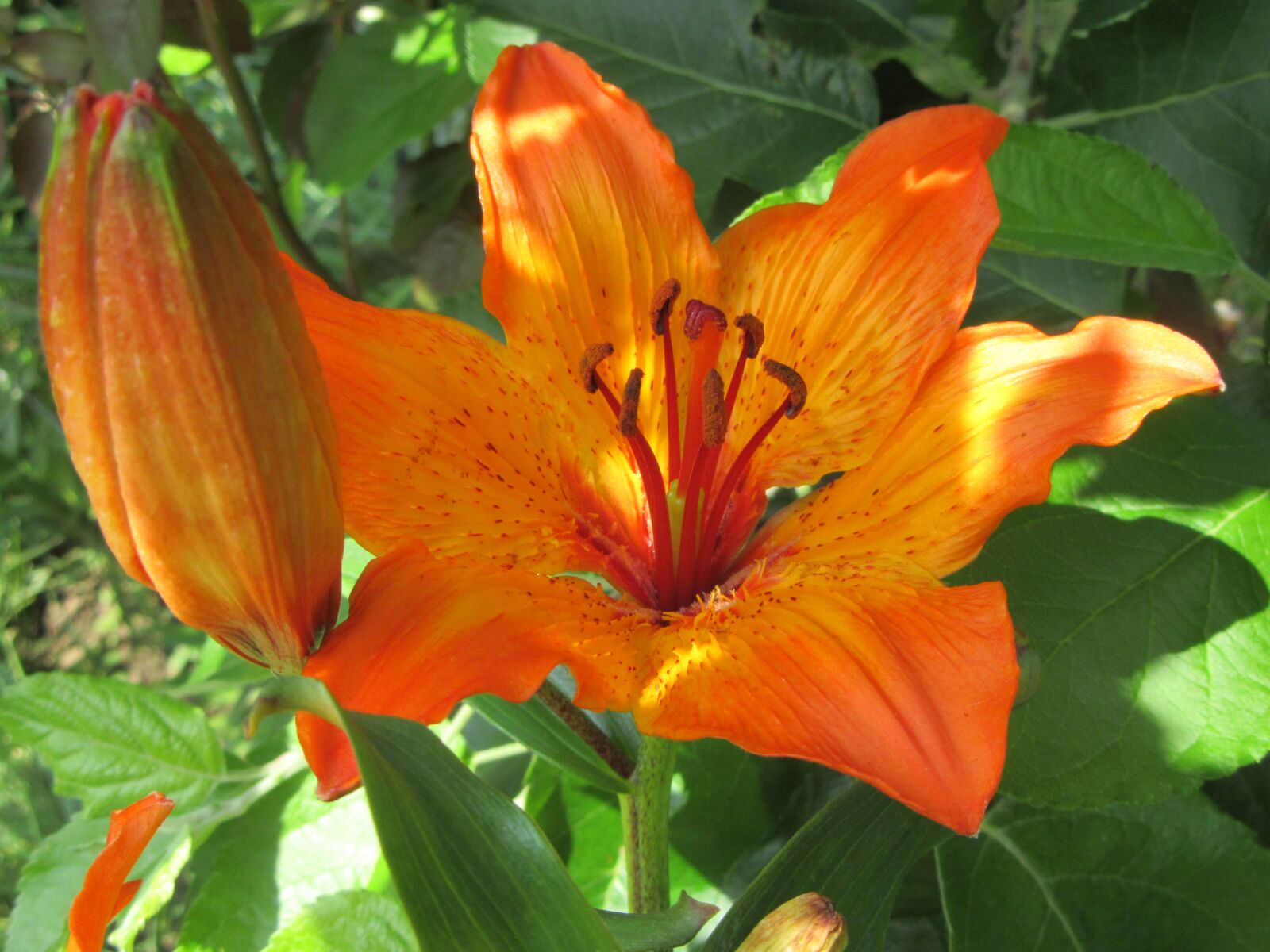 Canon PowerShot SX610 HS sample photo. Lily, orange, plant photography