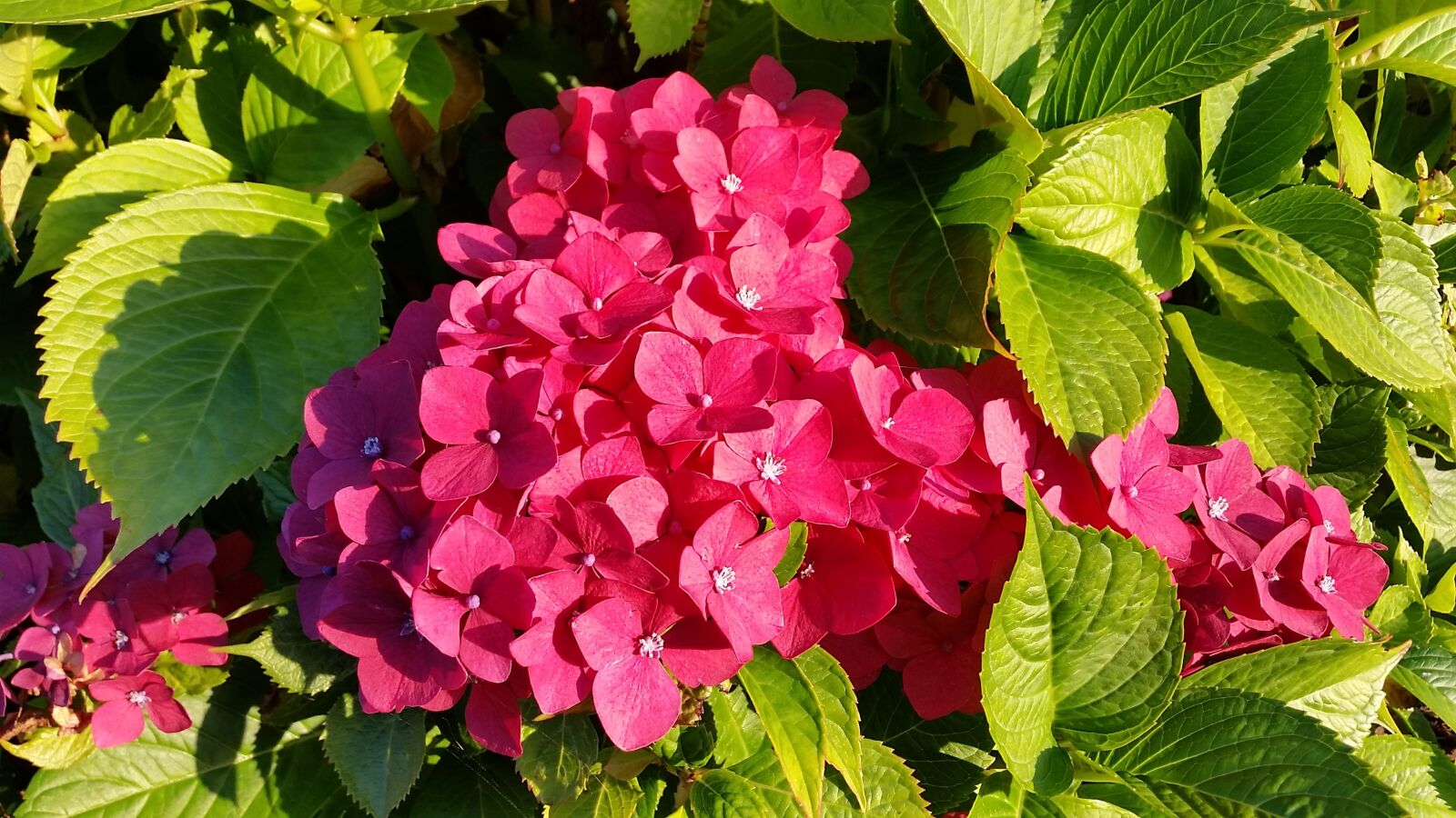 Samsung Galaxy S5 sample photo. Hydrangea, flower, blossom photography