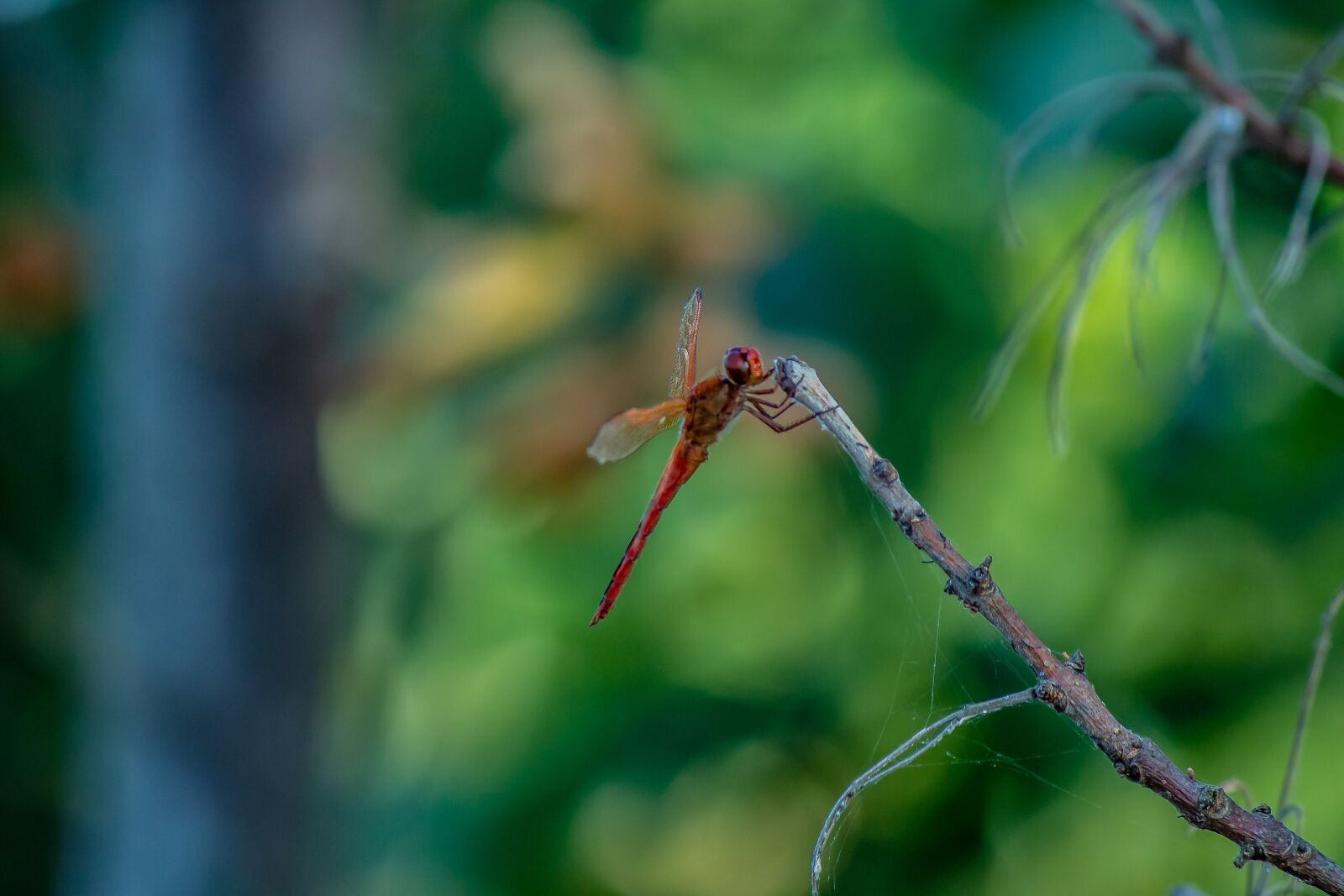 Canon EF-S 55-250mm F4-5.6 IS II sample photo. Dragonfly, dragonflies, nature photography