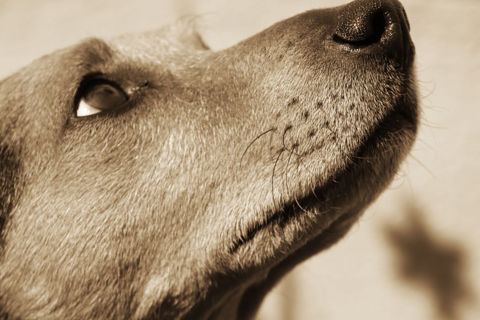 Canon EOS 200D (EOS Rebel SL2 / EOS Kiss X9) sample photo. Dog, hybrid, sepia photography