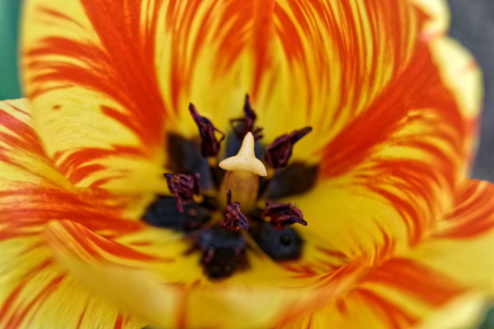 Sony a7R II sample photo. Flower, tulip, garden photography