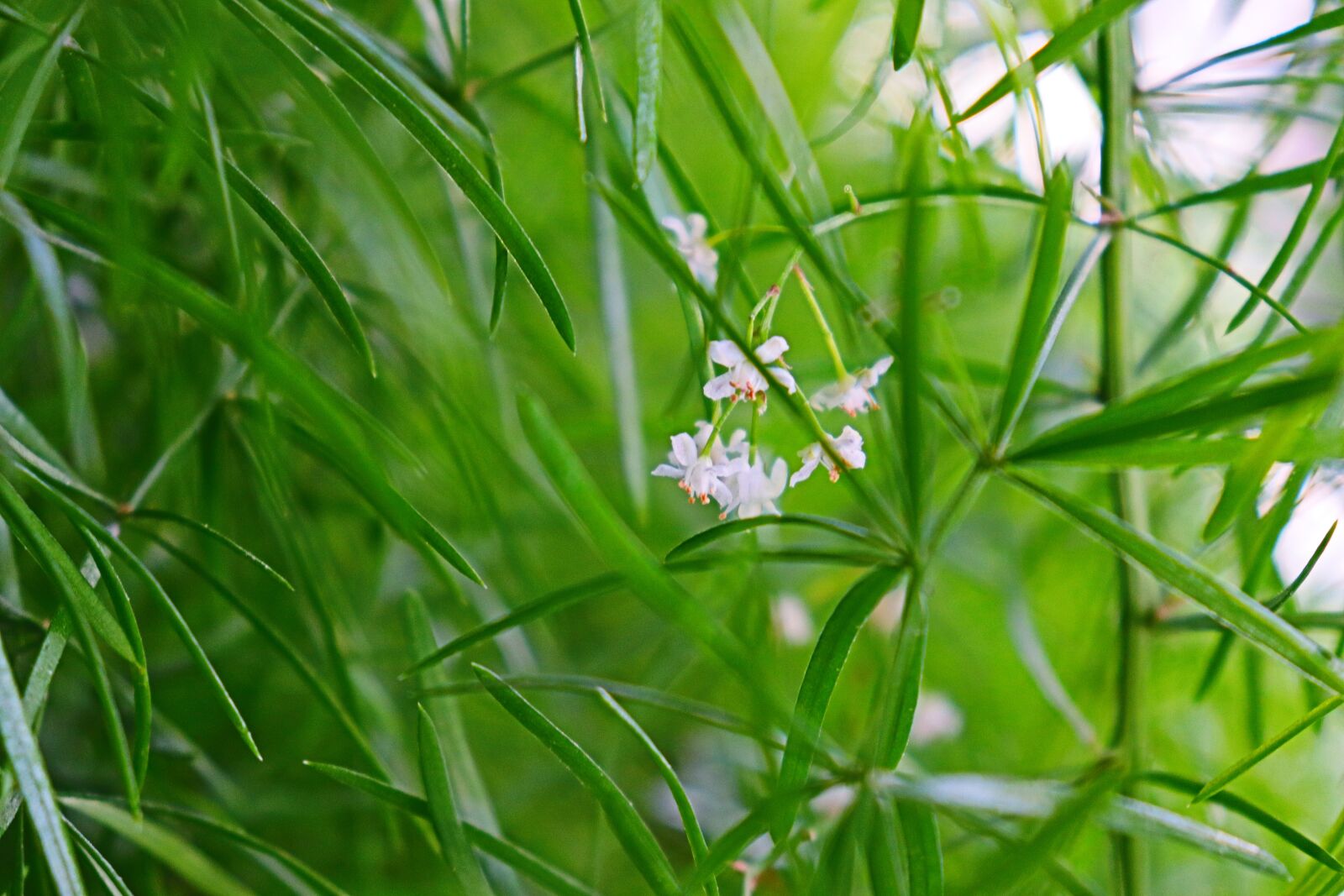 Canon EOS 250D (EOS Rebel SL3 / EOS Kiss X10 / EOS 200D II) + Canon EF-S 18-55mm F4-5.6 IS STM sample photo. White, small, flower photography