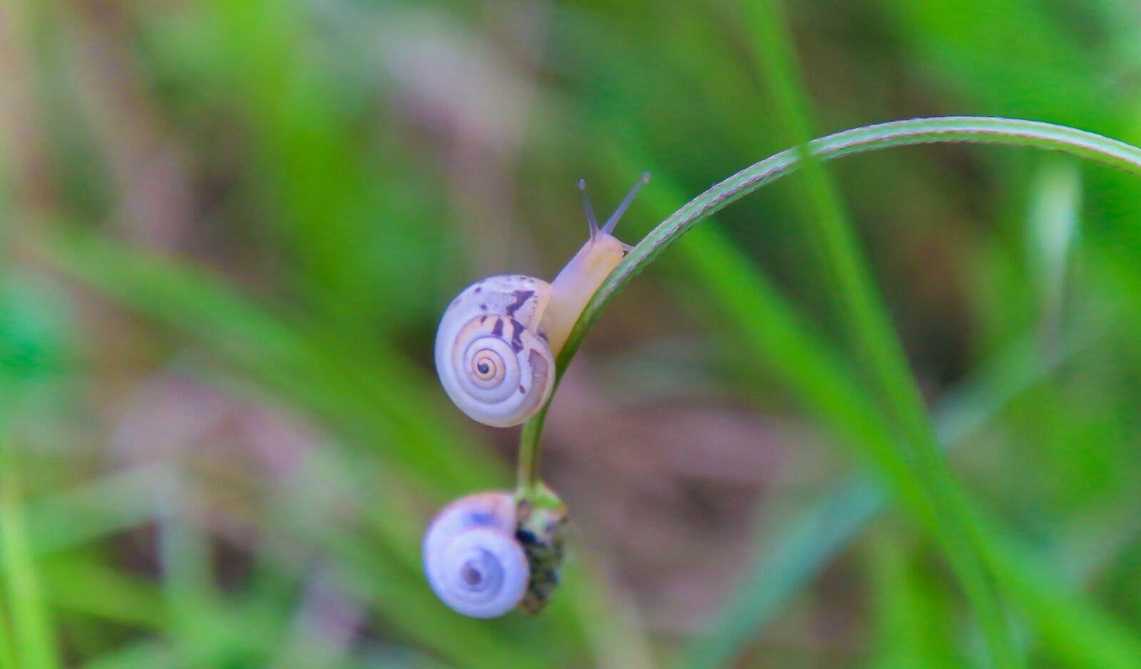 Canon EOS 70D sample photo. Snail, grass, climb photography