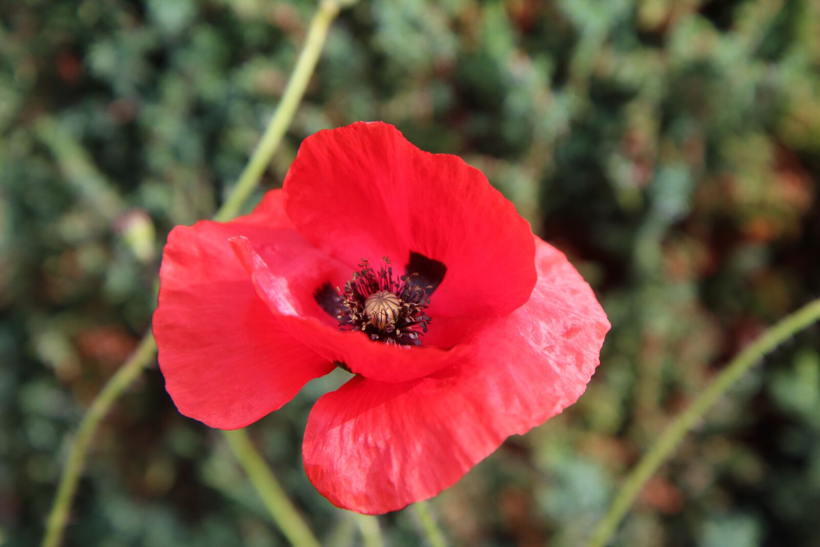Canon EOS 600D (Rebel EOS T3i / EOS Kiss X5) sample photo. Poppy, red flower, flower photography
