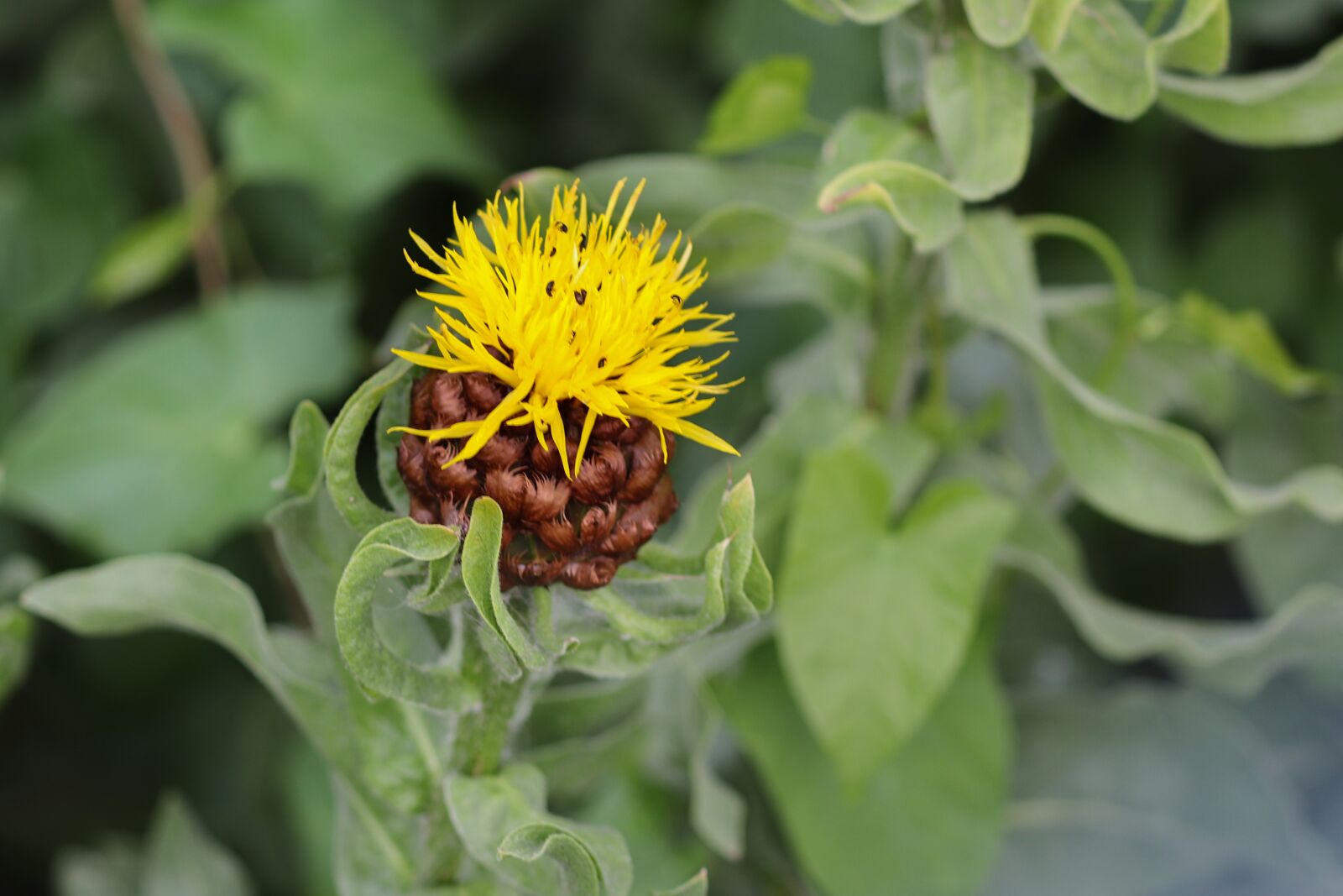 Canon EOS 200D (EOS Rebel SL2 / EOS Kiss X9) sample photo. Big-headed knapweed, centaurea macrocephala photography