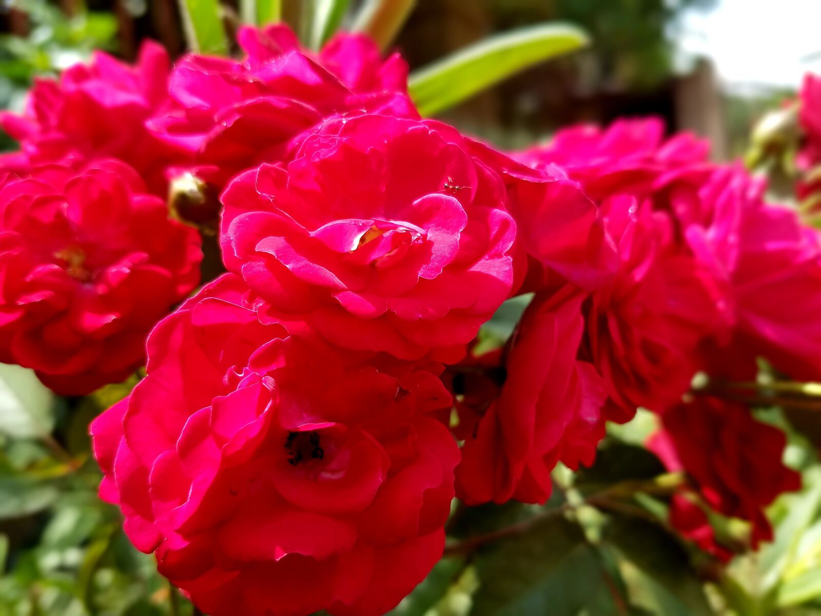 Samsung Galaxy S7 Edge sample photo. Rose, beautiful rose, flowers photography