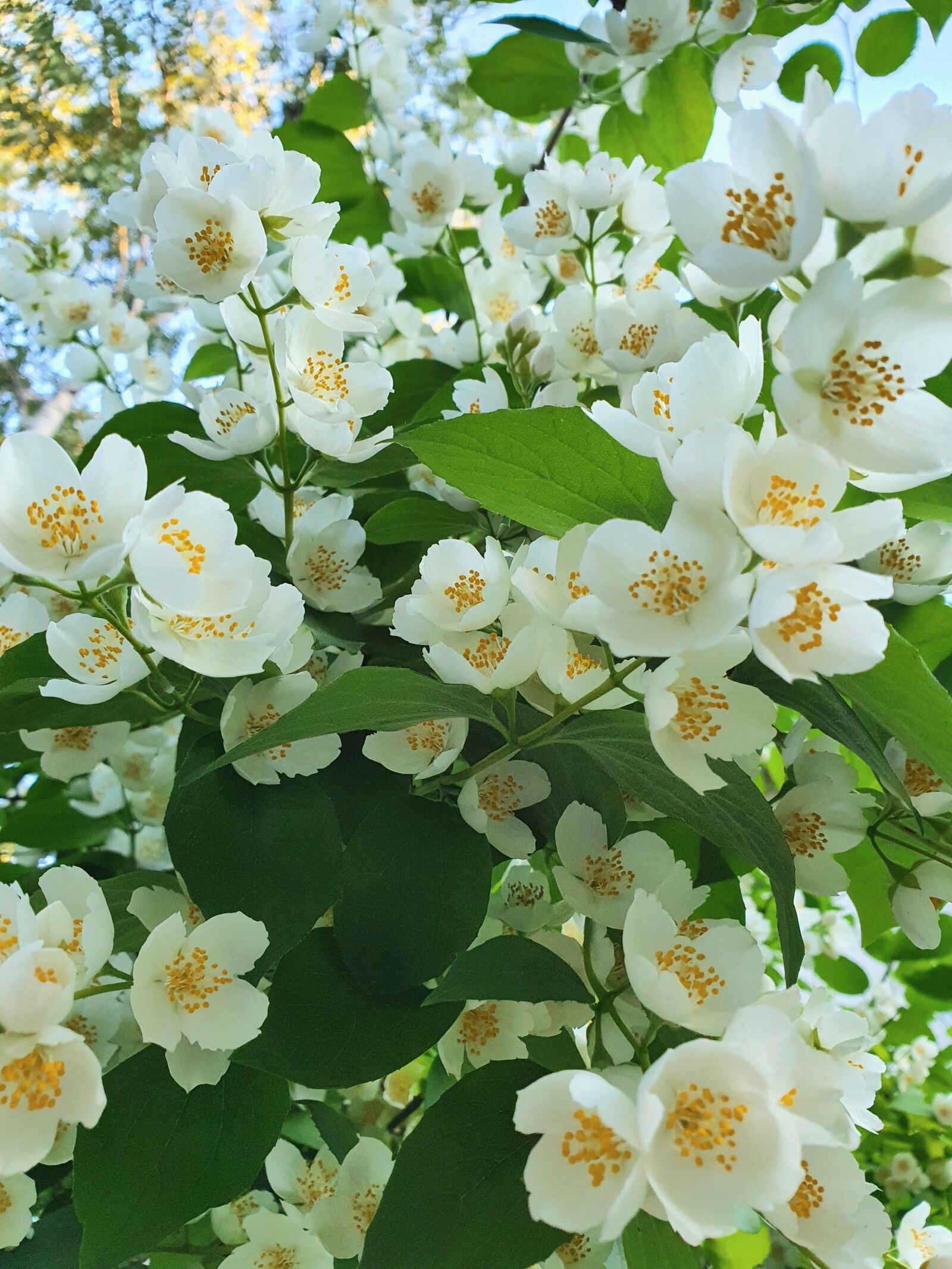 Samsung Galaxy S10 sample photo. Jasmine, flower, shrubs photography