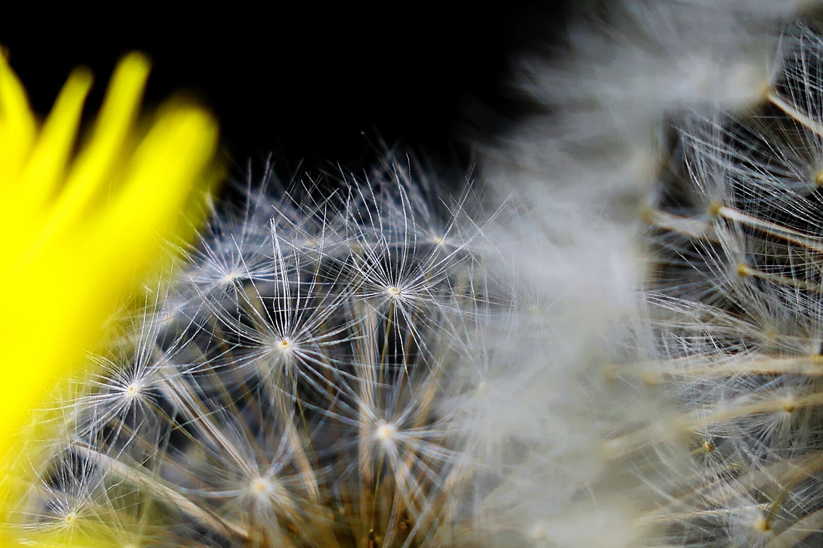Panasonic Lumix DMC-LX10 (Lumix DMC-LX15) sample photo. Dandelion, nature, plant photography