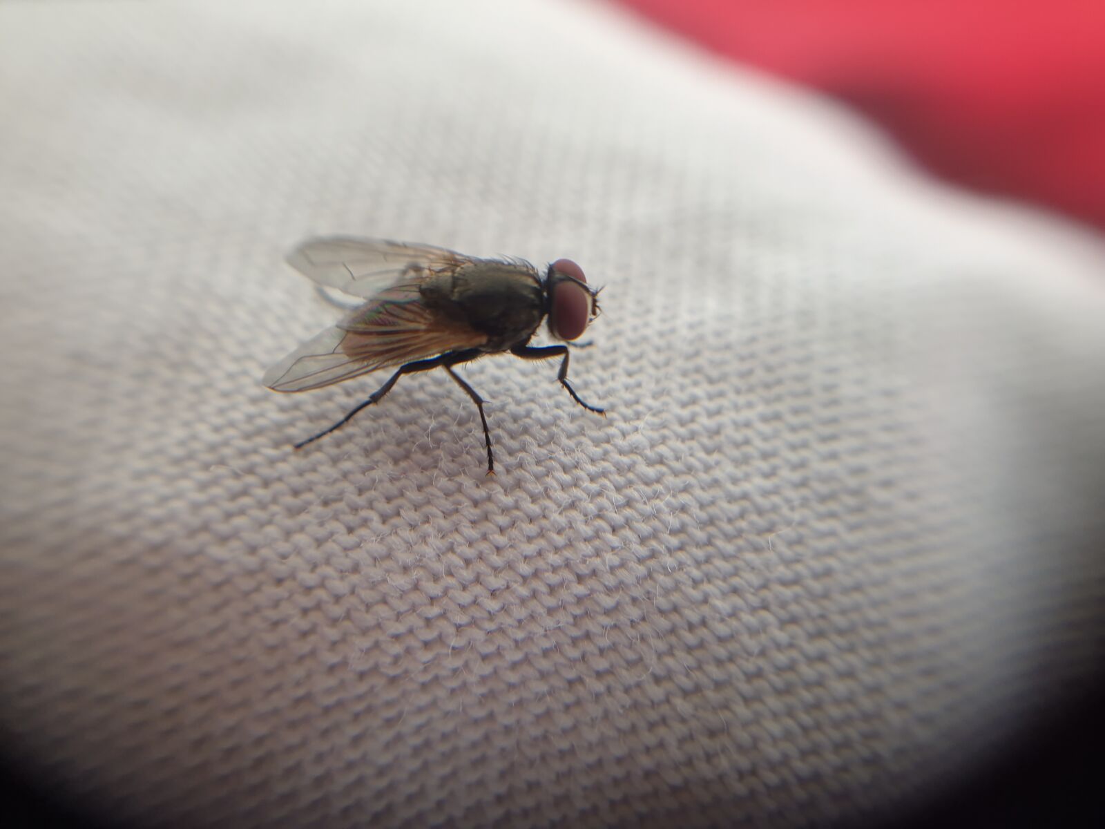 Samsung Galaxy Note9 sample photo. Micro world, zoom, fly photography