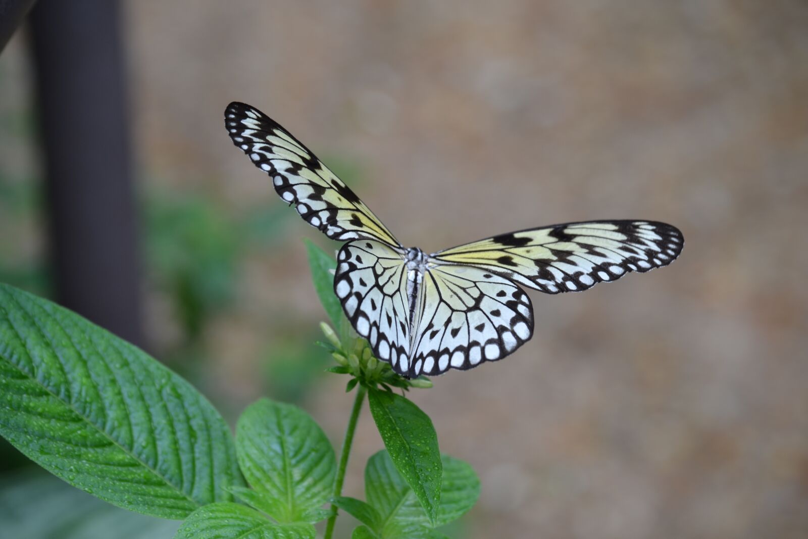 Nikon D3100 sample photo. Butterfly, nature, spring photography
