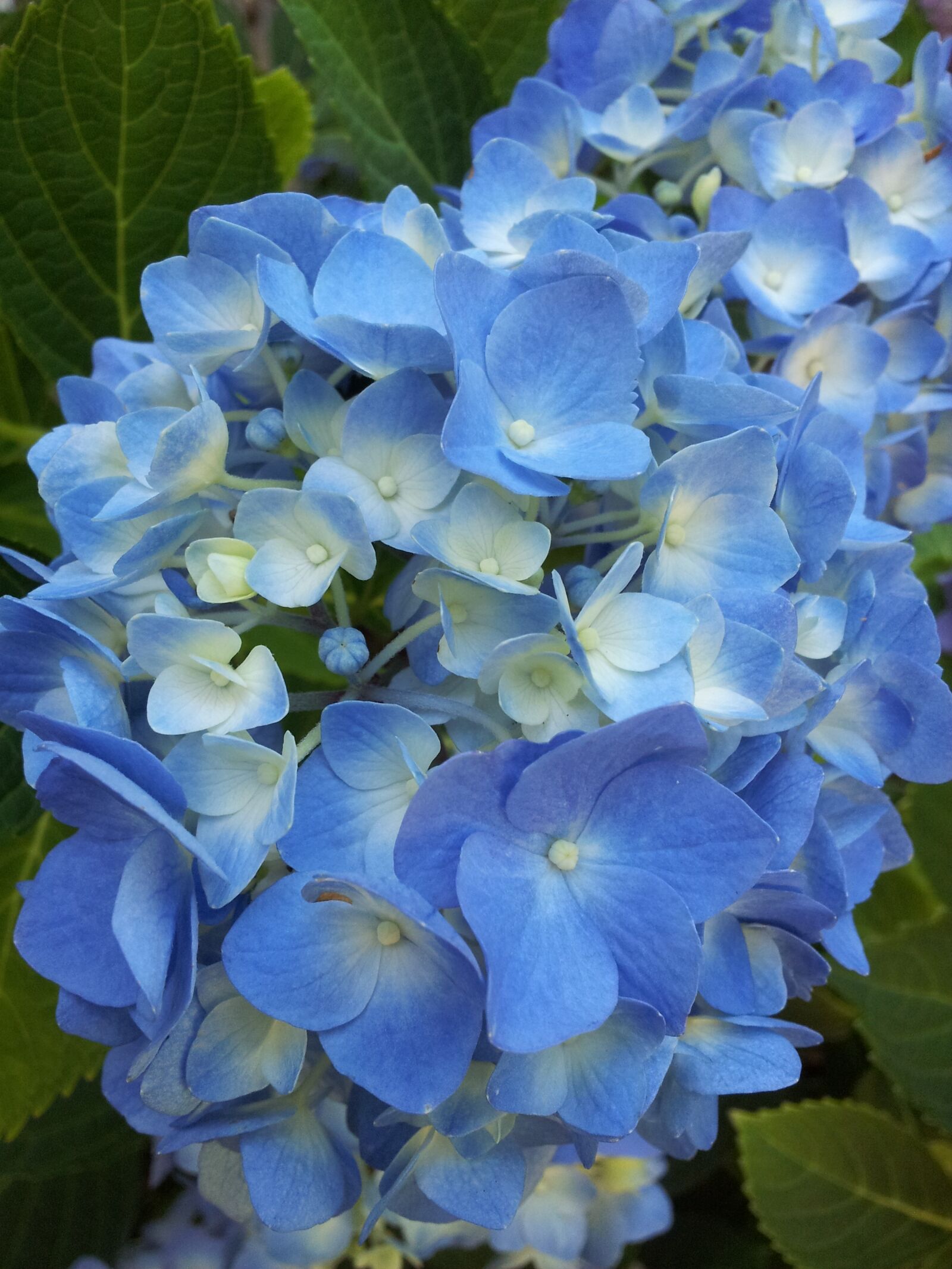 Samsung Galaxy S2 Epic sample photo. Flowers, floral, hydrangea photography