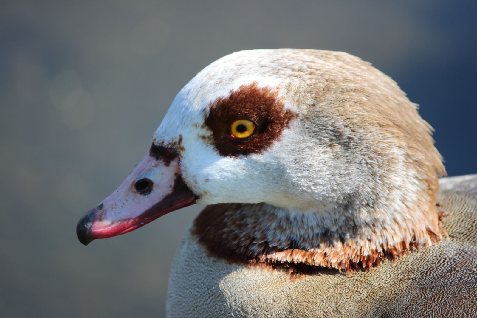 Canon EOS 600D (Rebel EOS T3i / EOS Kiss X5) sample photo. Bird, ganz, duck photography
