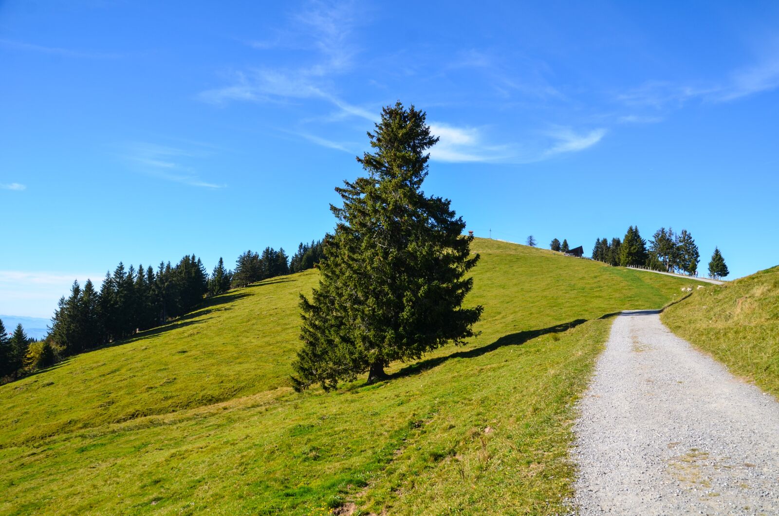 Nikon D7000 sample photo. Alpine, rigi, trail photography