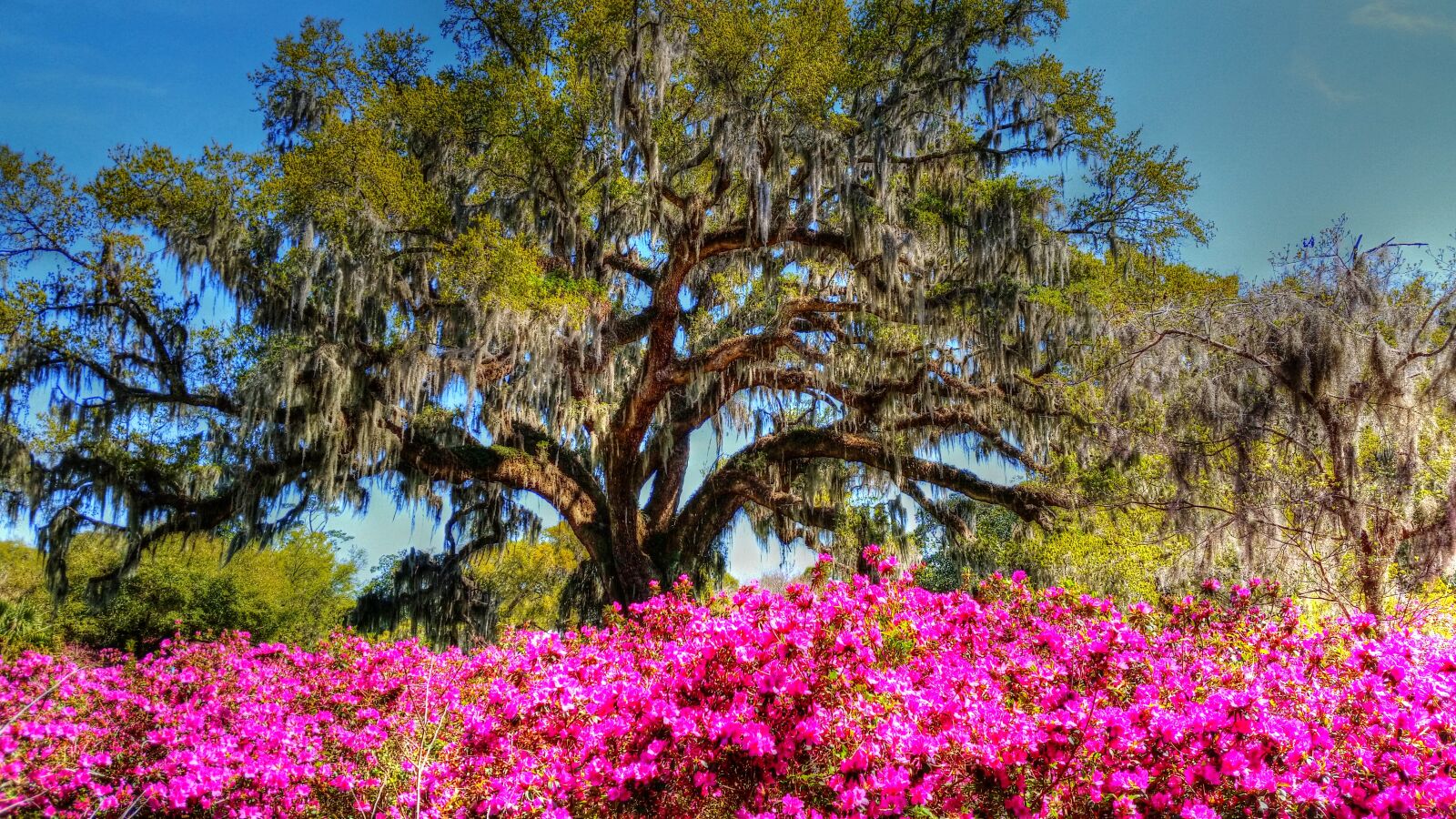 Samsung Galaxy S5 sample photo. Oaktree, airliegardens, wilmingtonnc photography