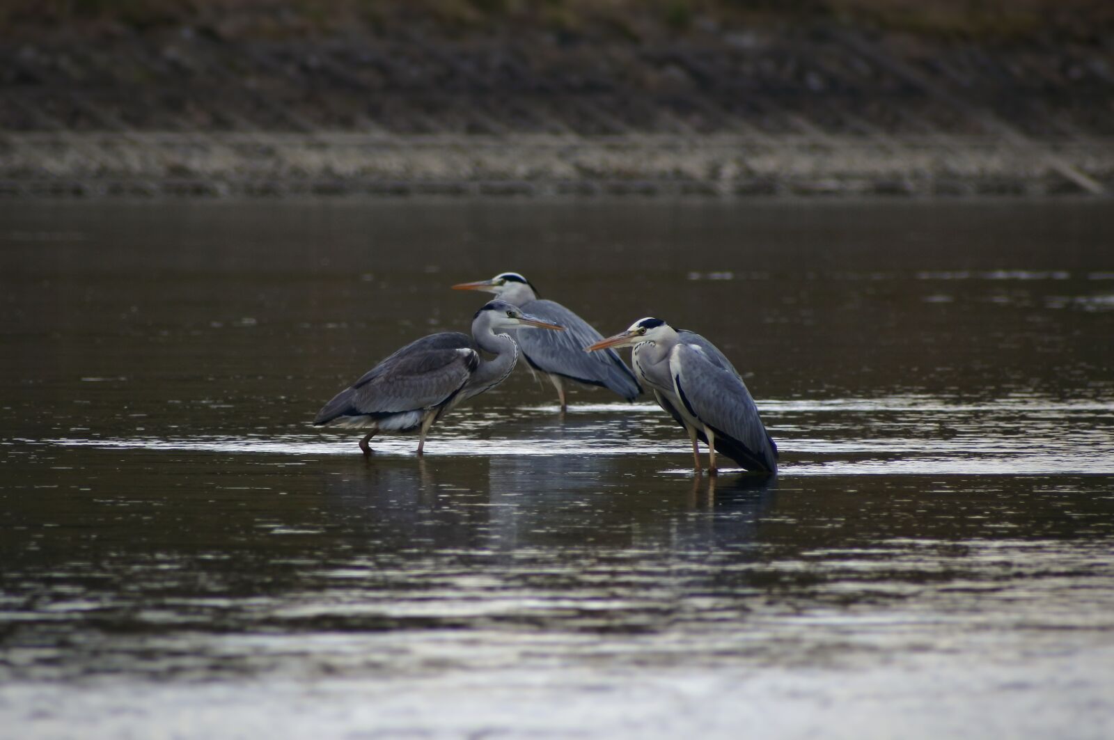 VR 70-300mm f/4.5-6.3G sample photo. Animal, river, waterside photography