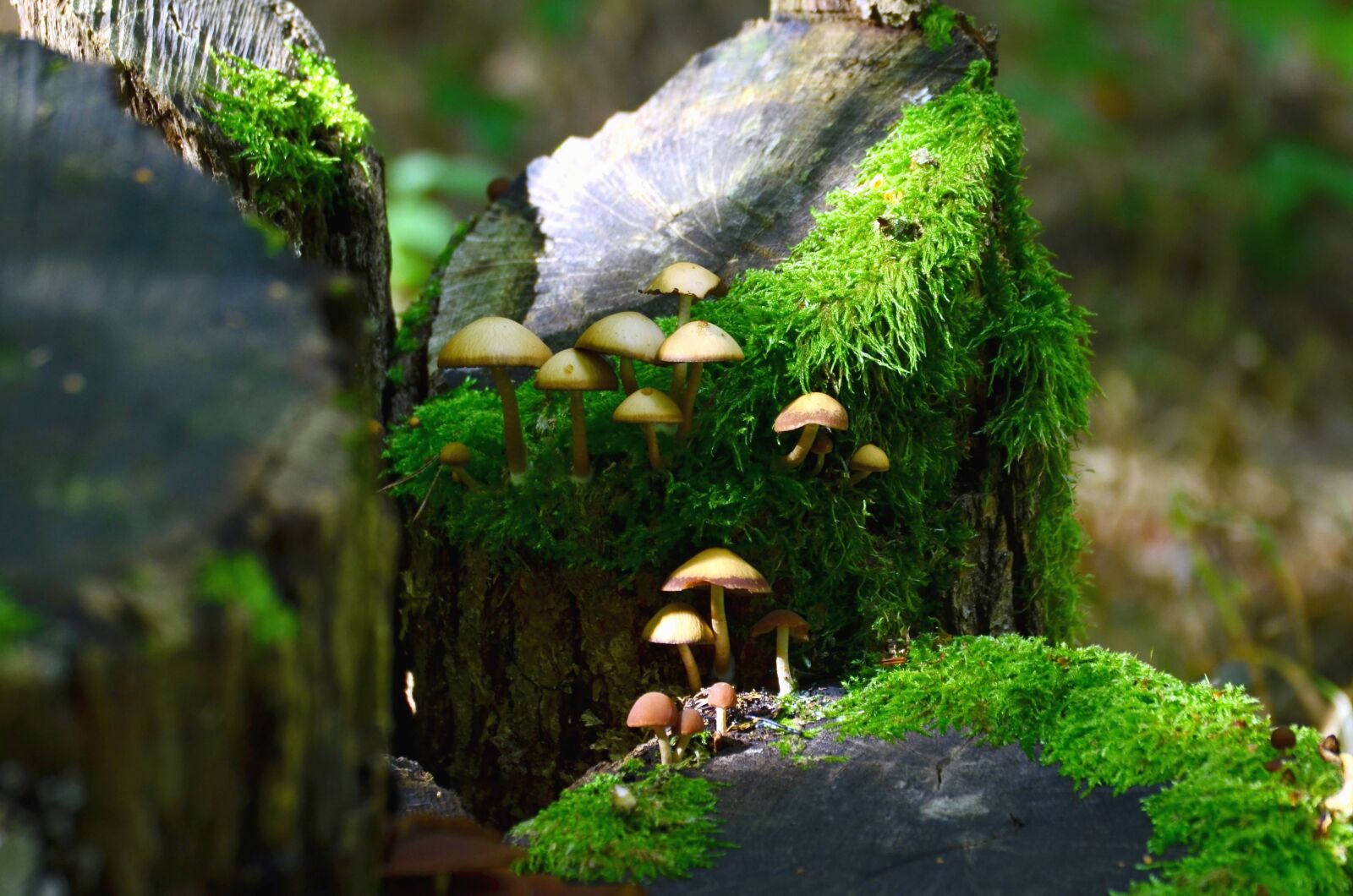 Nikon D5100 sample photo. Moss, mushroom, plant, forest photography