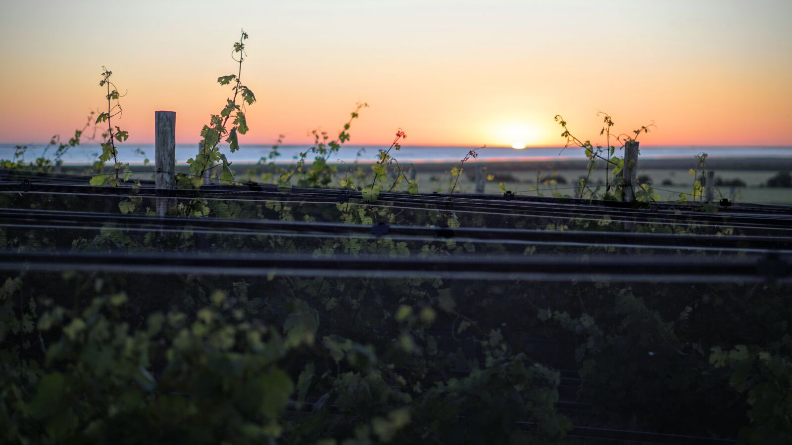 Sony FE 50mm F1.8 sample photo. Horizon, peaceful, sunset, vineyard photography