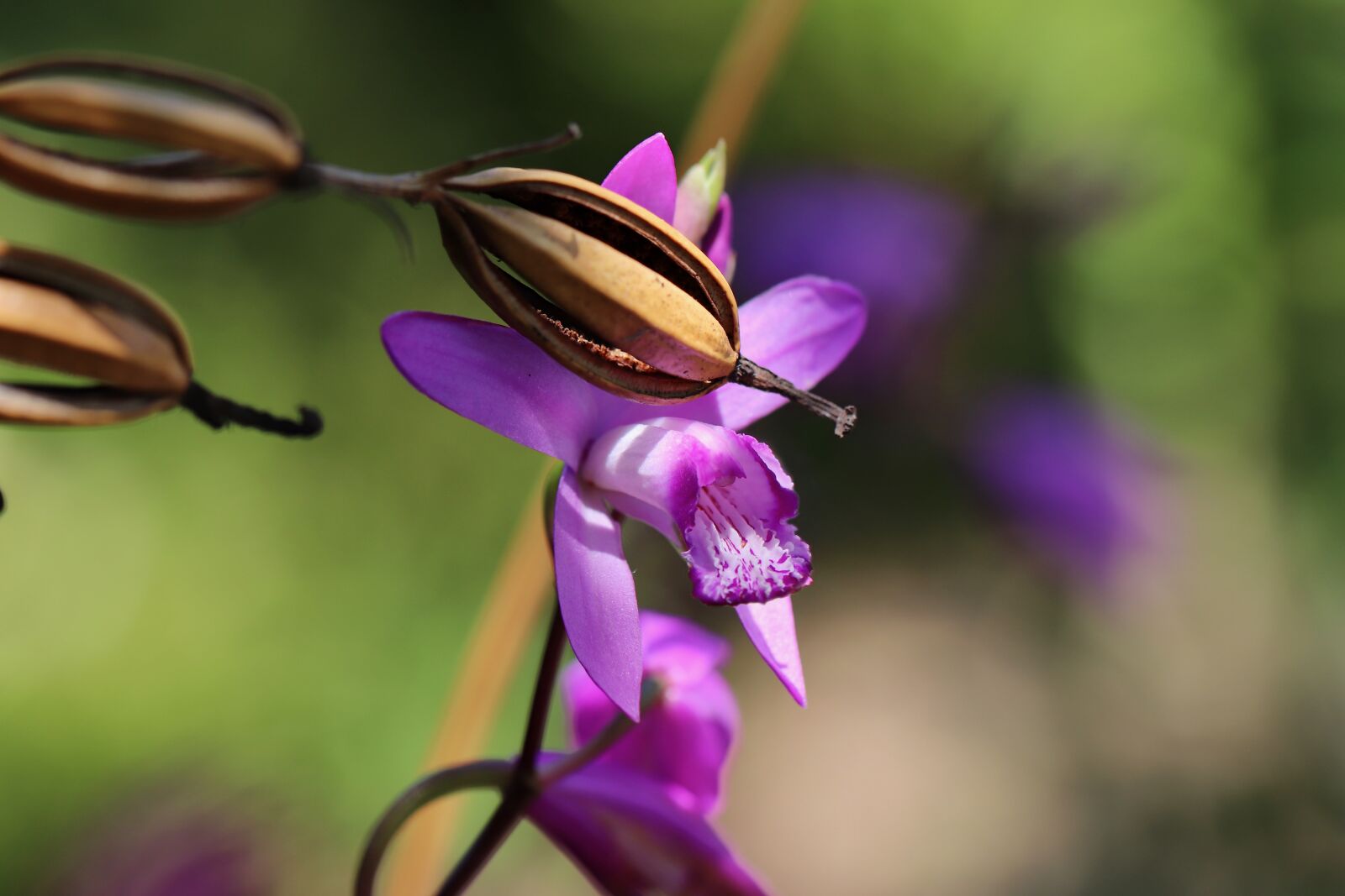 Canon EOS 800D (EOS Rebel T7i / EOS Kiss X9i) + Canon EF 100mm F2.8L Macro IS USM sample photo. Orchid, seed capsules, bletilla photography