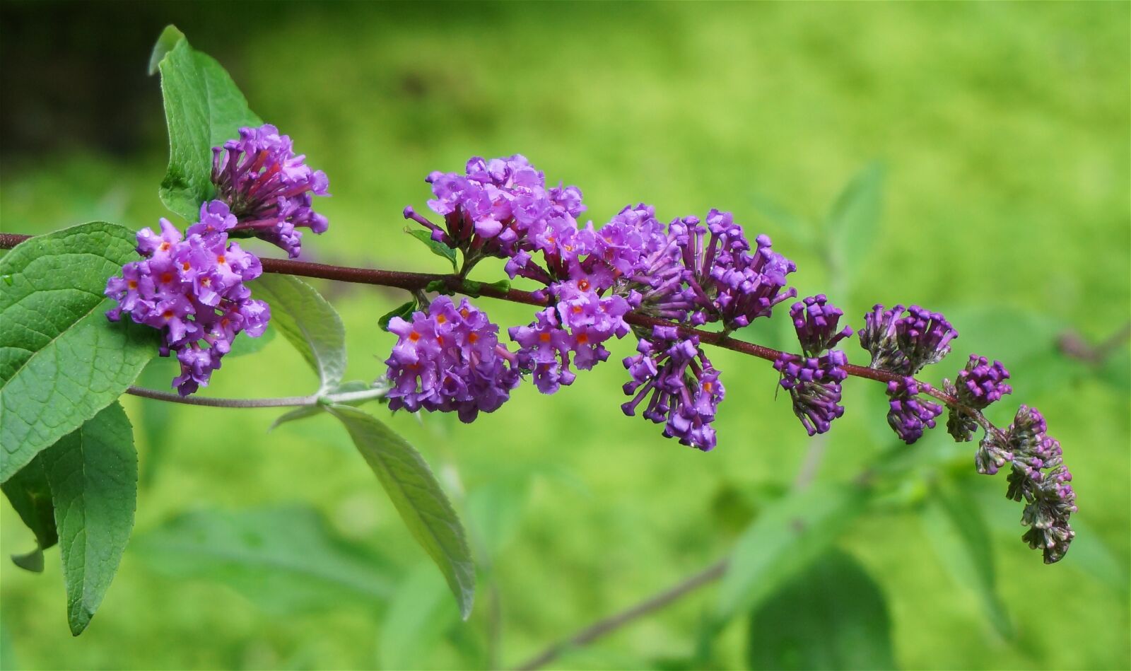 Sony Alpha NEX-5T sample photo. Butterfly bush, garden, flower photography