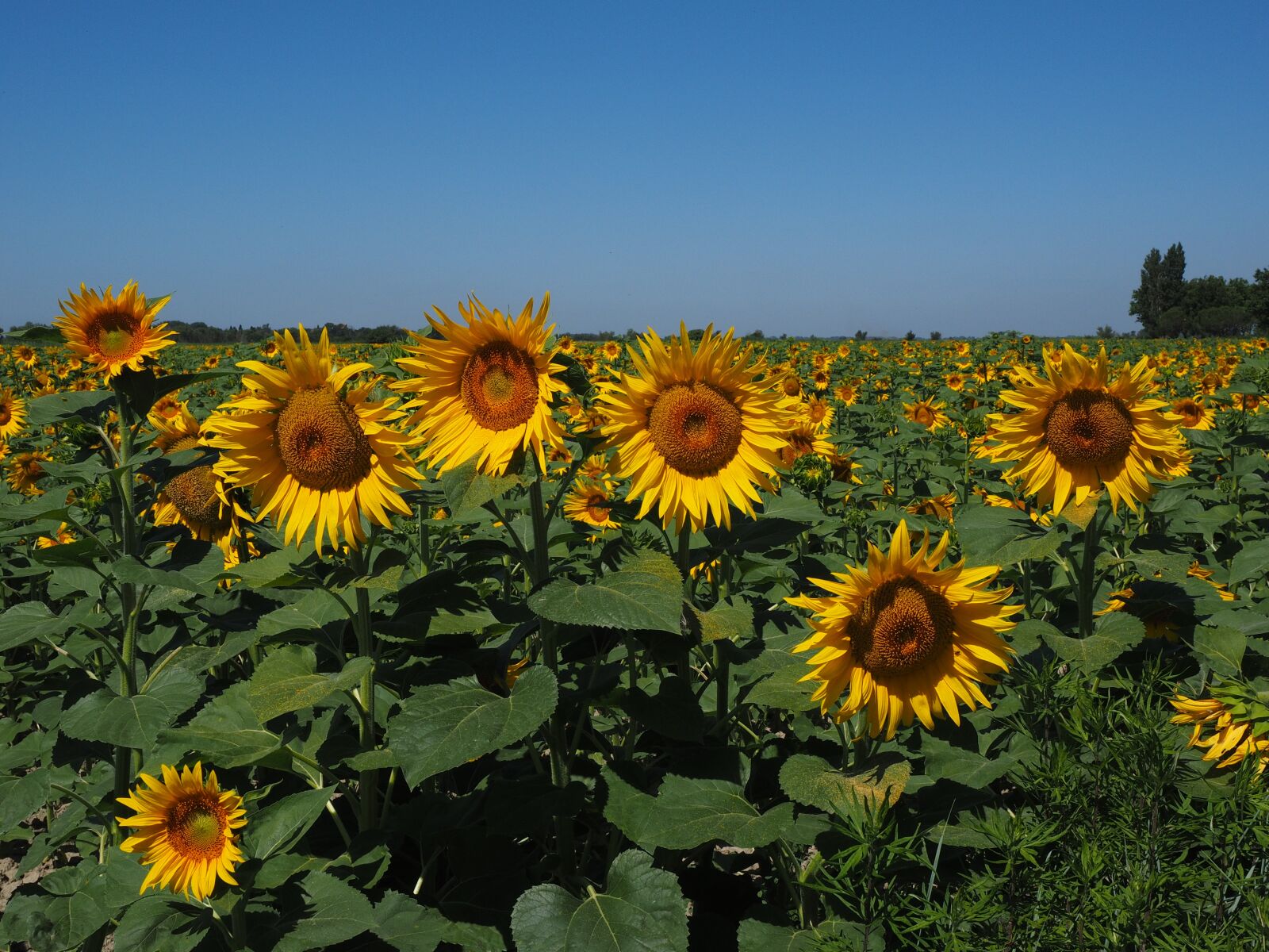 Olympus OM-D E-M1 + Olympus M.Zuiko Digital ED 12-40mm F2.8 Pro sample photo. Sunflower field, sunflower, helianthus photography