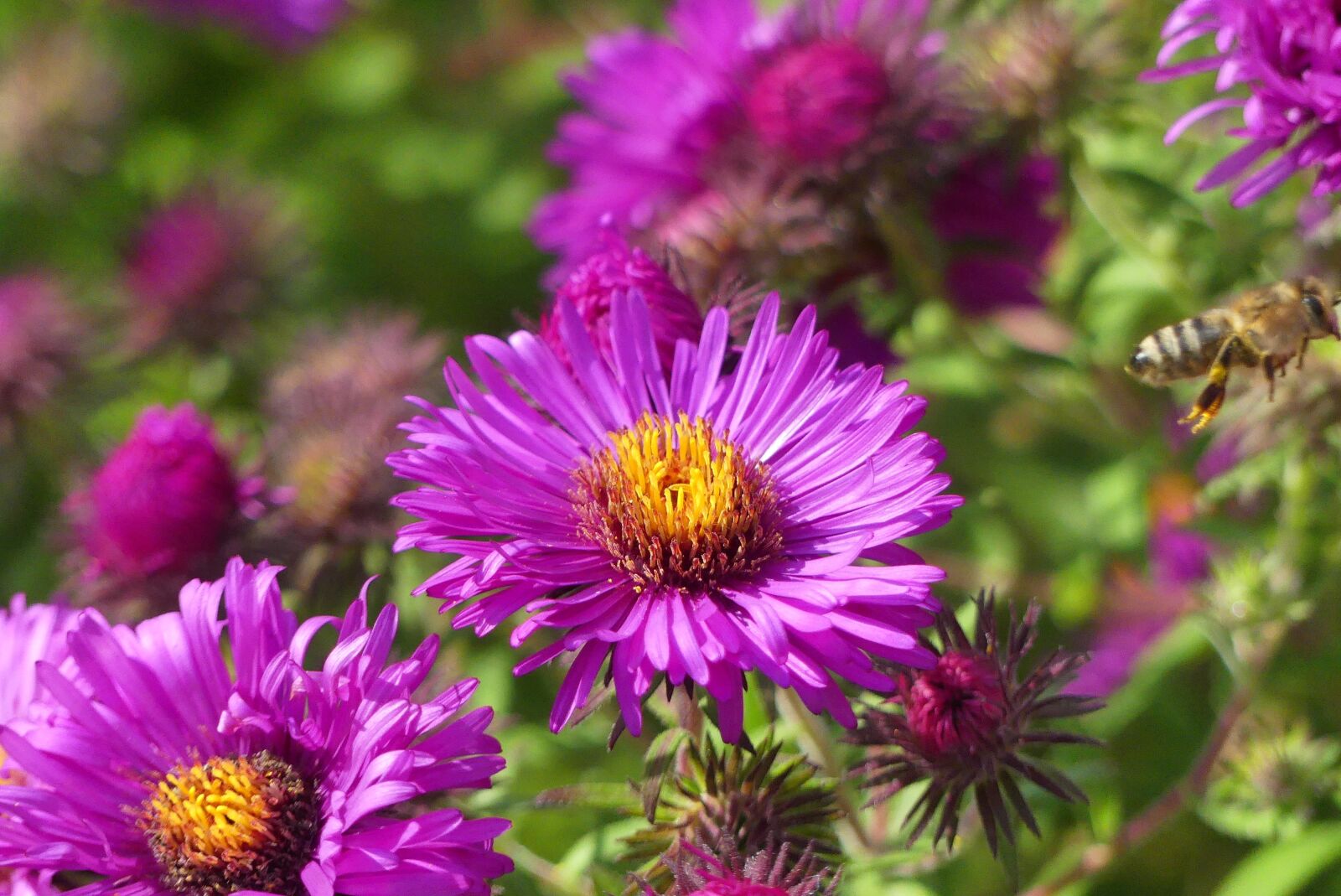 Panasonic Lumix DMC-FZ300 sample photo. Flower, garden, flowers photography