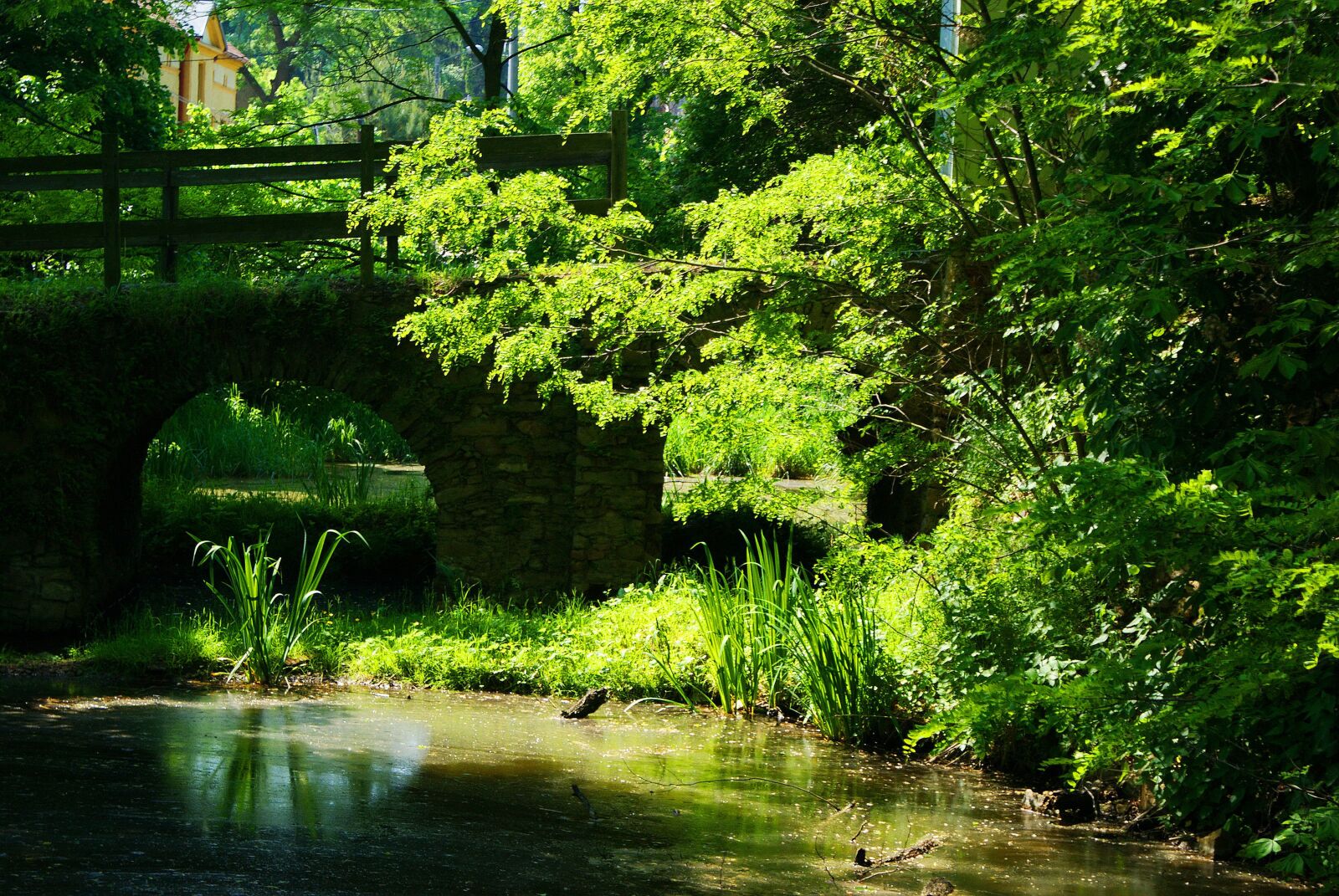 Sony Alpha DSLR-A300 sample photo. Trees, greenery, light photography