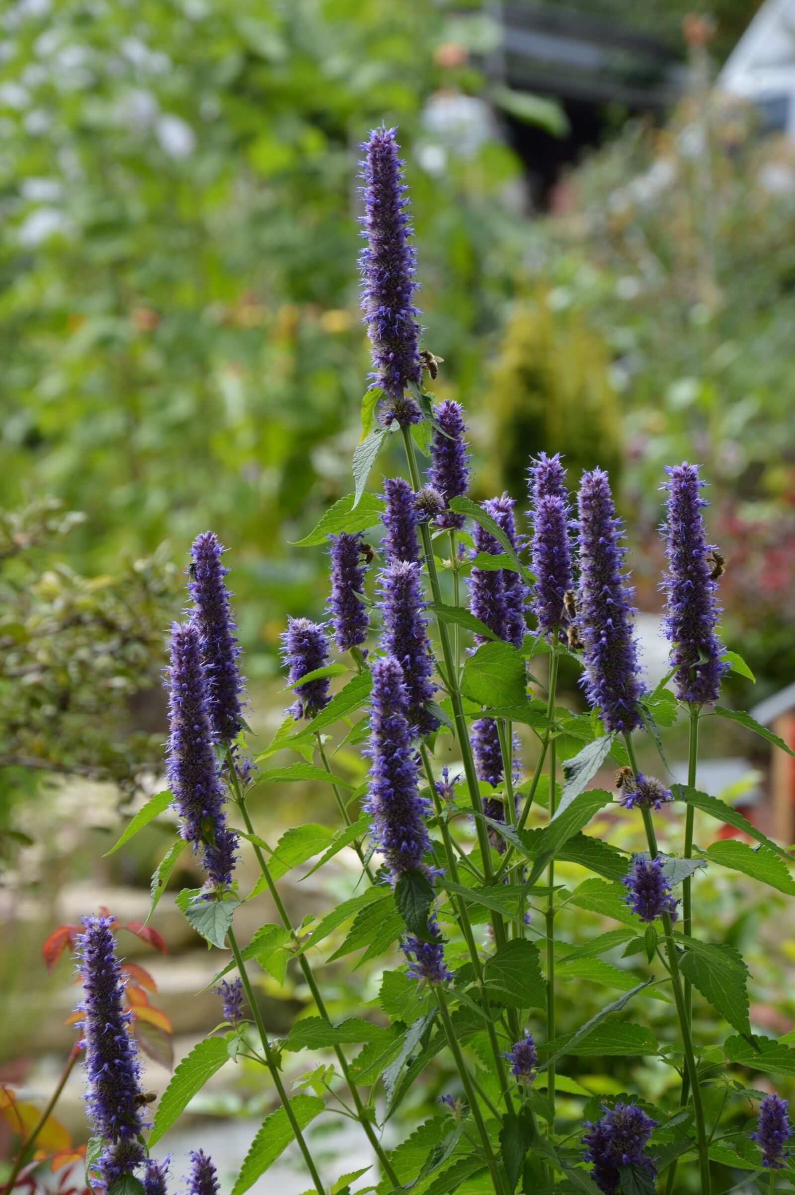Nikon D3200 sample photo. Agastache, blossom, bloom photography