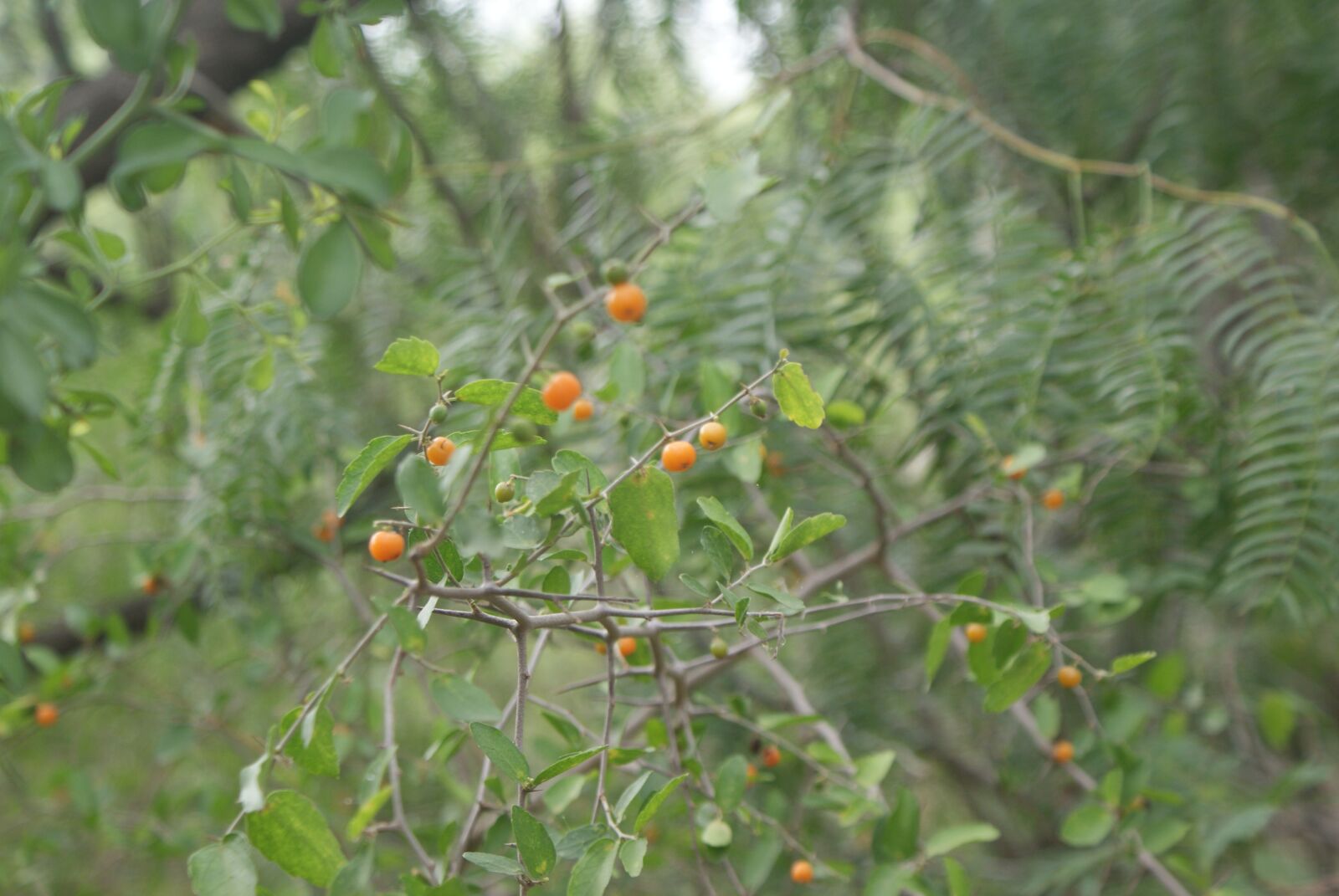 Sony Alpha DSLR-A200 sample photo. Berries, nature, summer photography