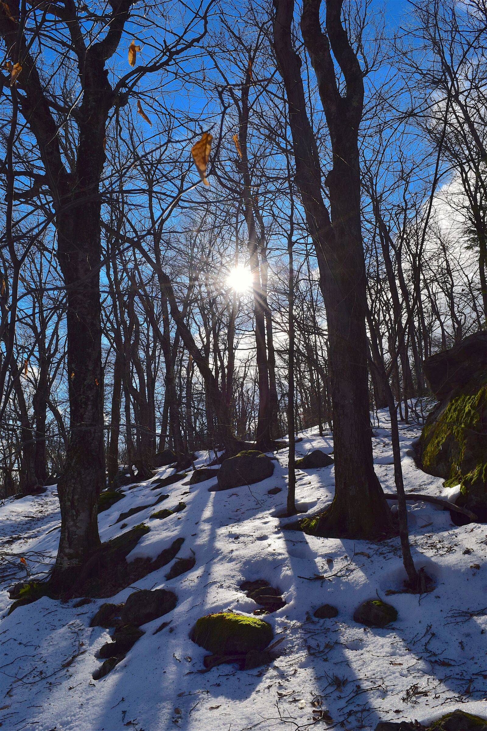 Nikon D3300 sample photo. Trees, snow, winter photography