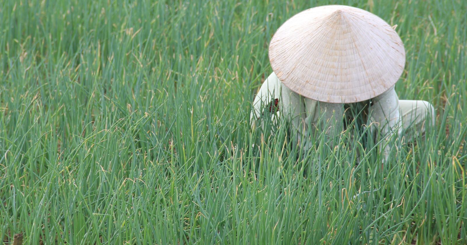 Canon EOS 550D (EOS Rebel T2i / EOS Kiss X4) sample photo. Vietnam, hoian, rice fields photography