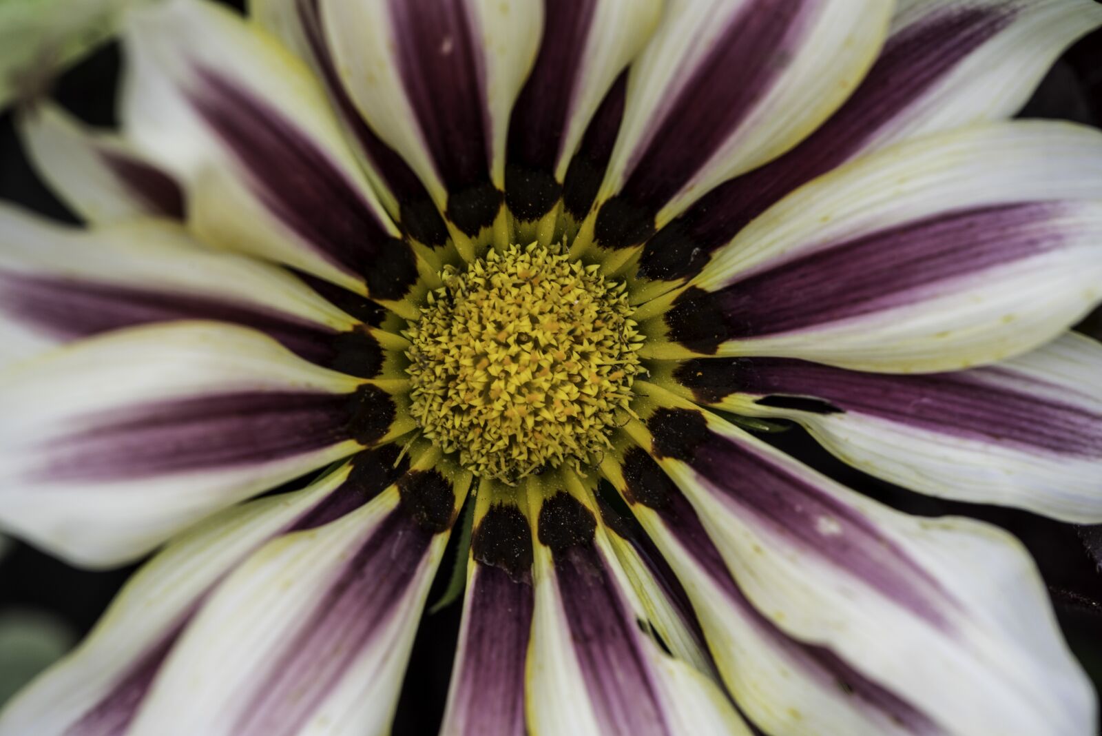 Nikon D750 sample photo. Flower, bloom, purple photography