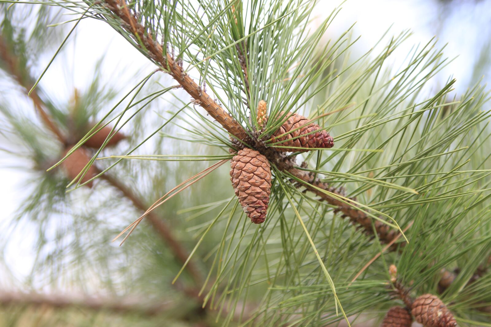 Canon EOS 7D sample photo. Pohang, everywhere park, pine photography