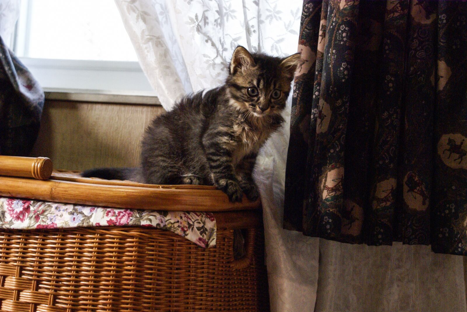 Sony Alpha DSLR-A100 sample photo. Cat, kitten, japan cat photography