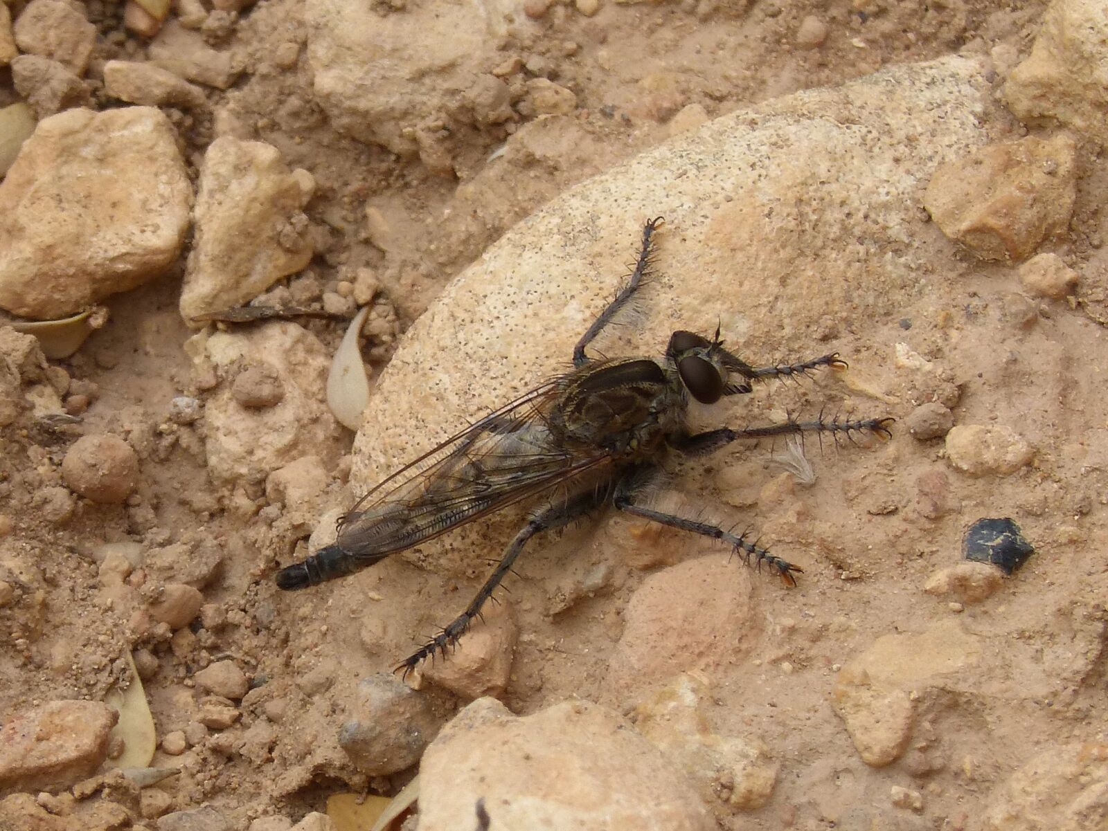 Panasonic DMC-FZ62 sample photo. Insect, strange insect, mosquito photography