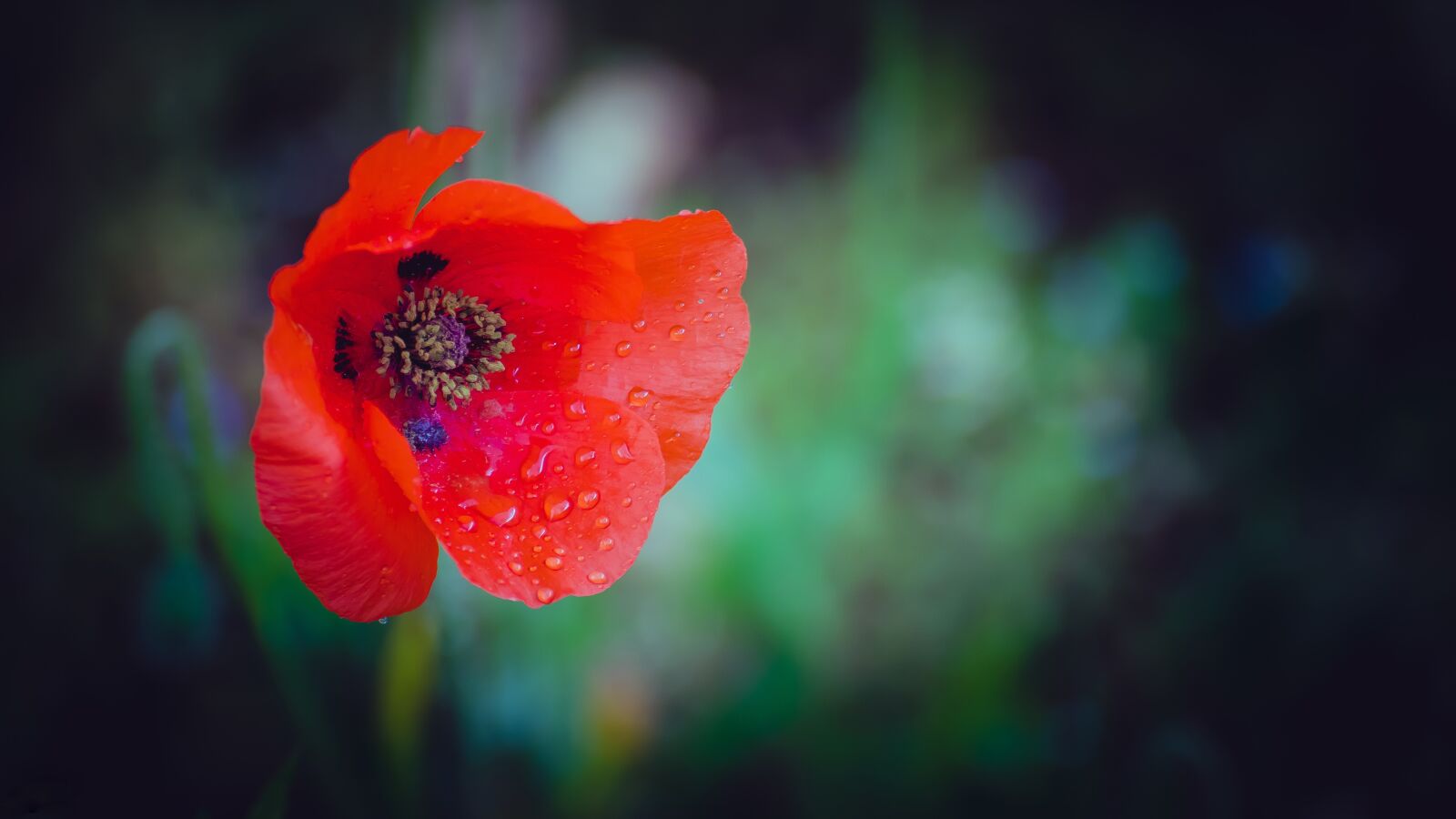 Canon EOS 6D Mark II sample photo. Flower, poppy, red photography