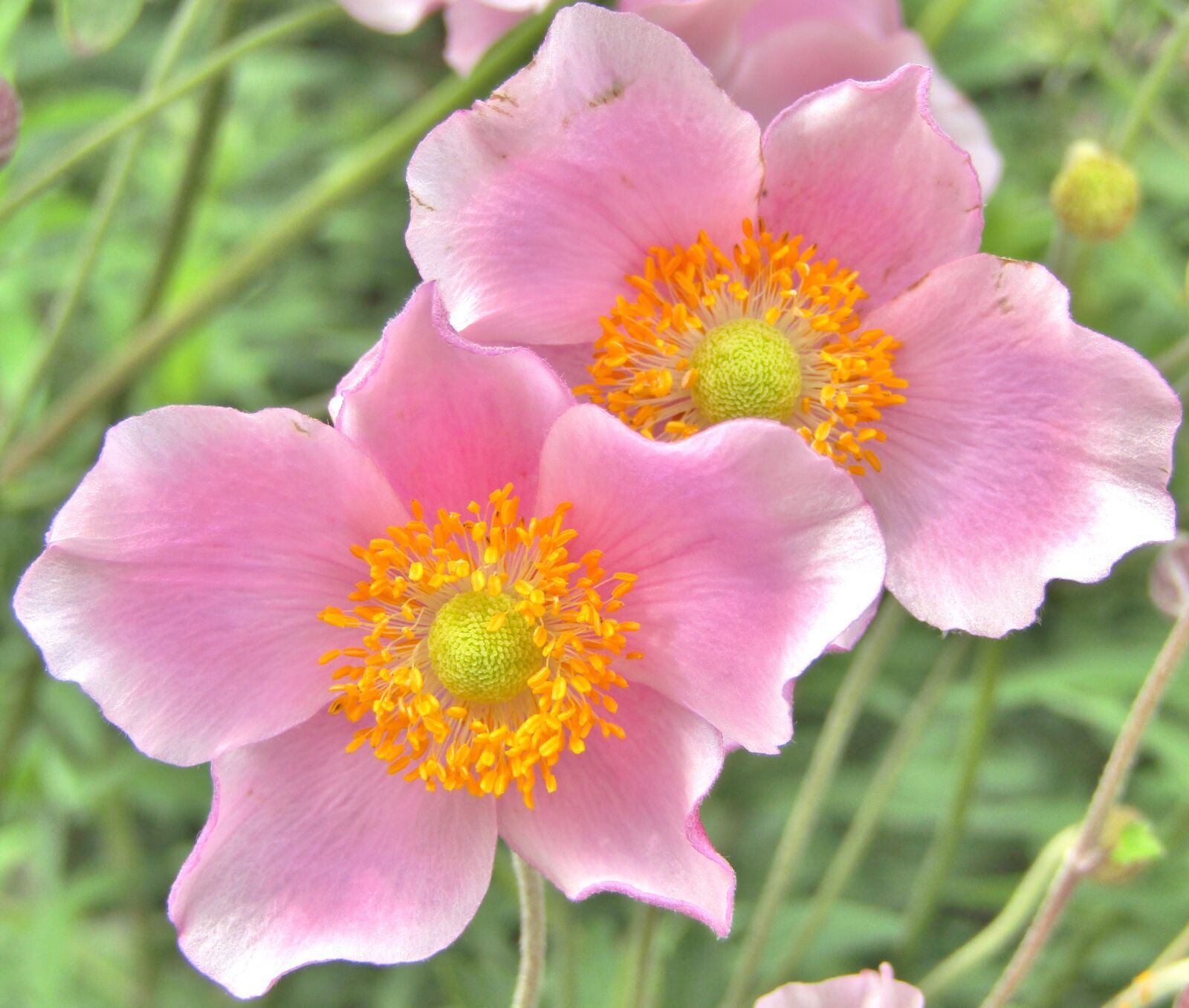 Canon POWERSHOT SX432 IS sample photo. Herbstannemone, annemonen, pink photography