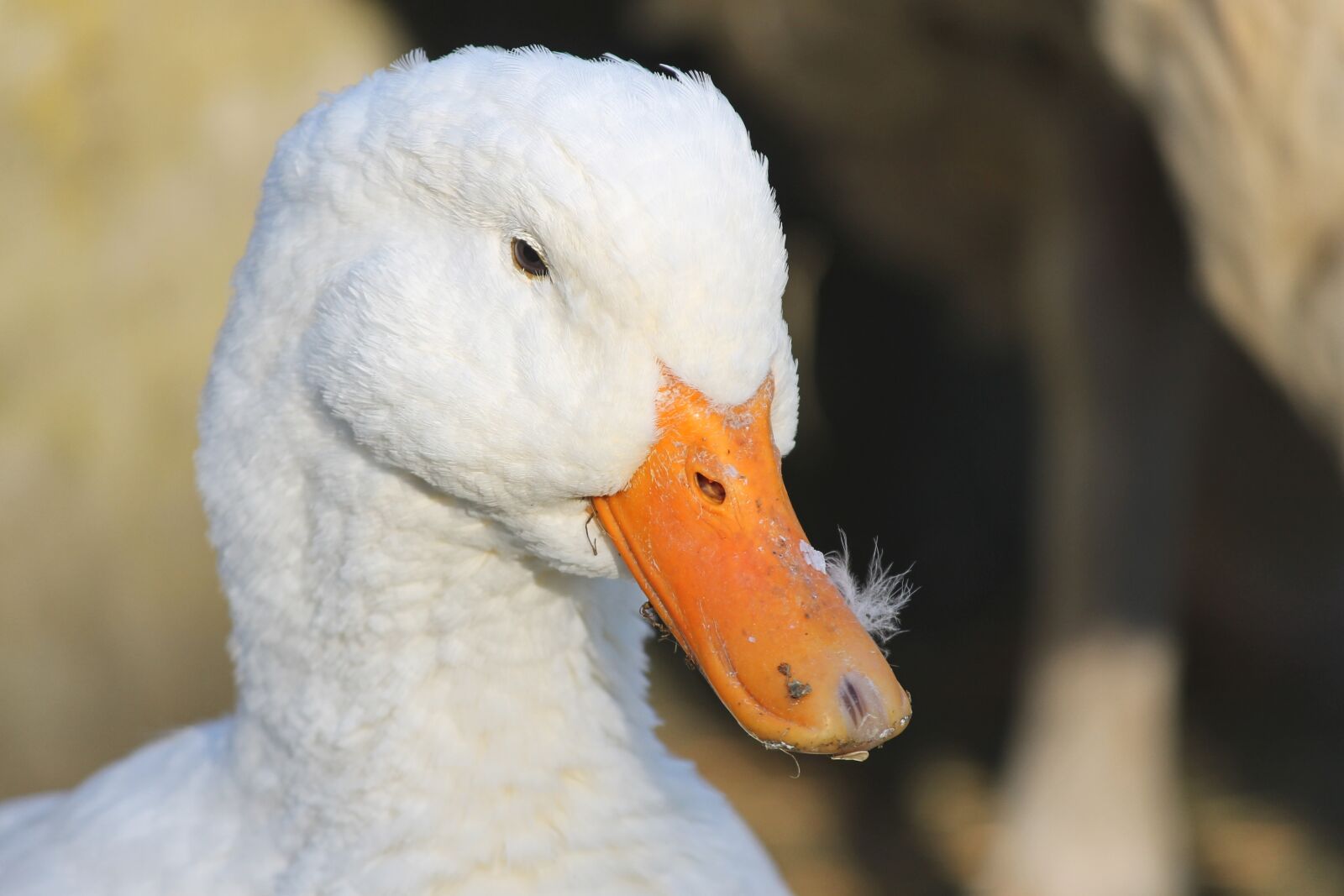 Canon EOS 1100D (EOS Rebel T3 / EOS Kiss X50) sample photo. Duck, house duck, peking photography