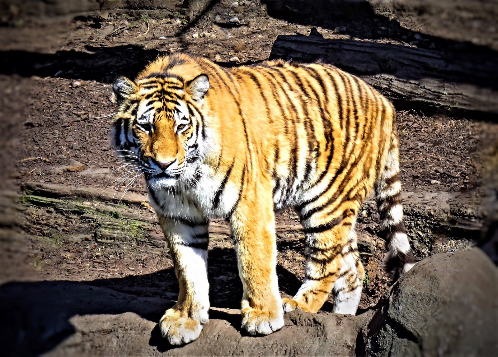 Canon PowerShot SX710 HS sample photo. Tiger, wildcat, predator photography