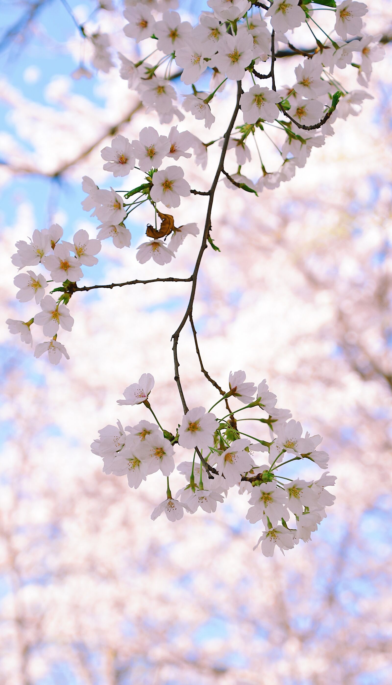 Nikon D7200 sample photo. Cherry blossom, petal, spring photography