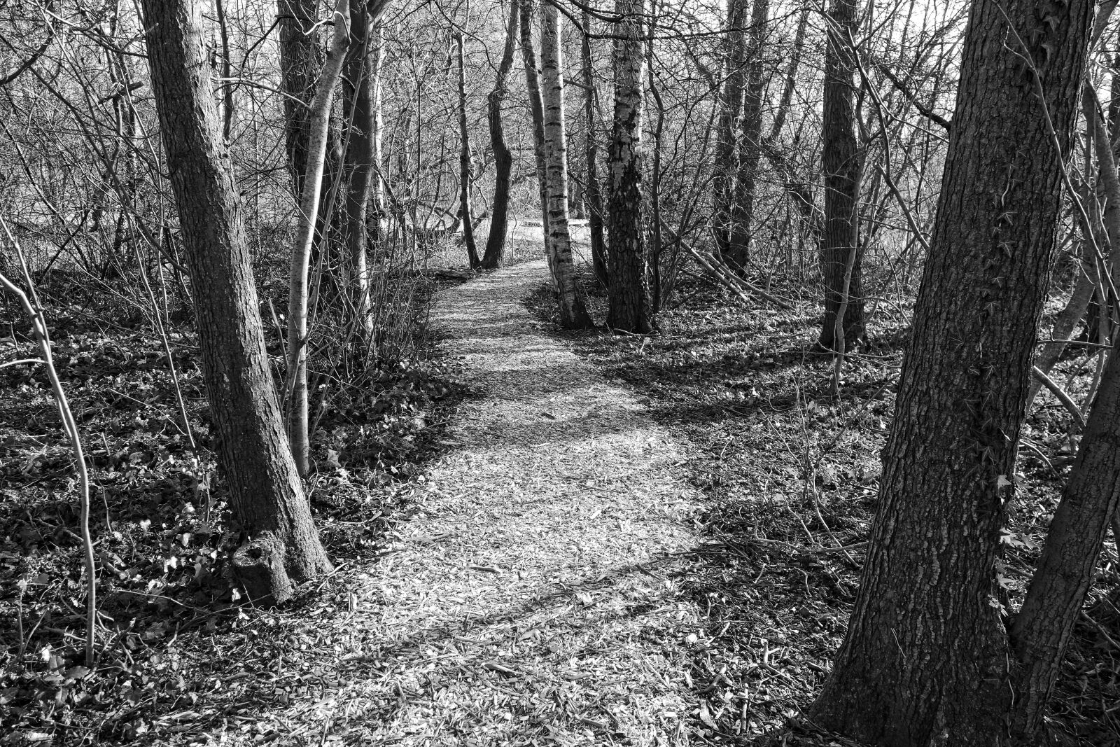 Sony Cyber-shot DSC-RX100 sample photo. Path, footpath, forest photography