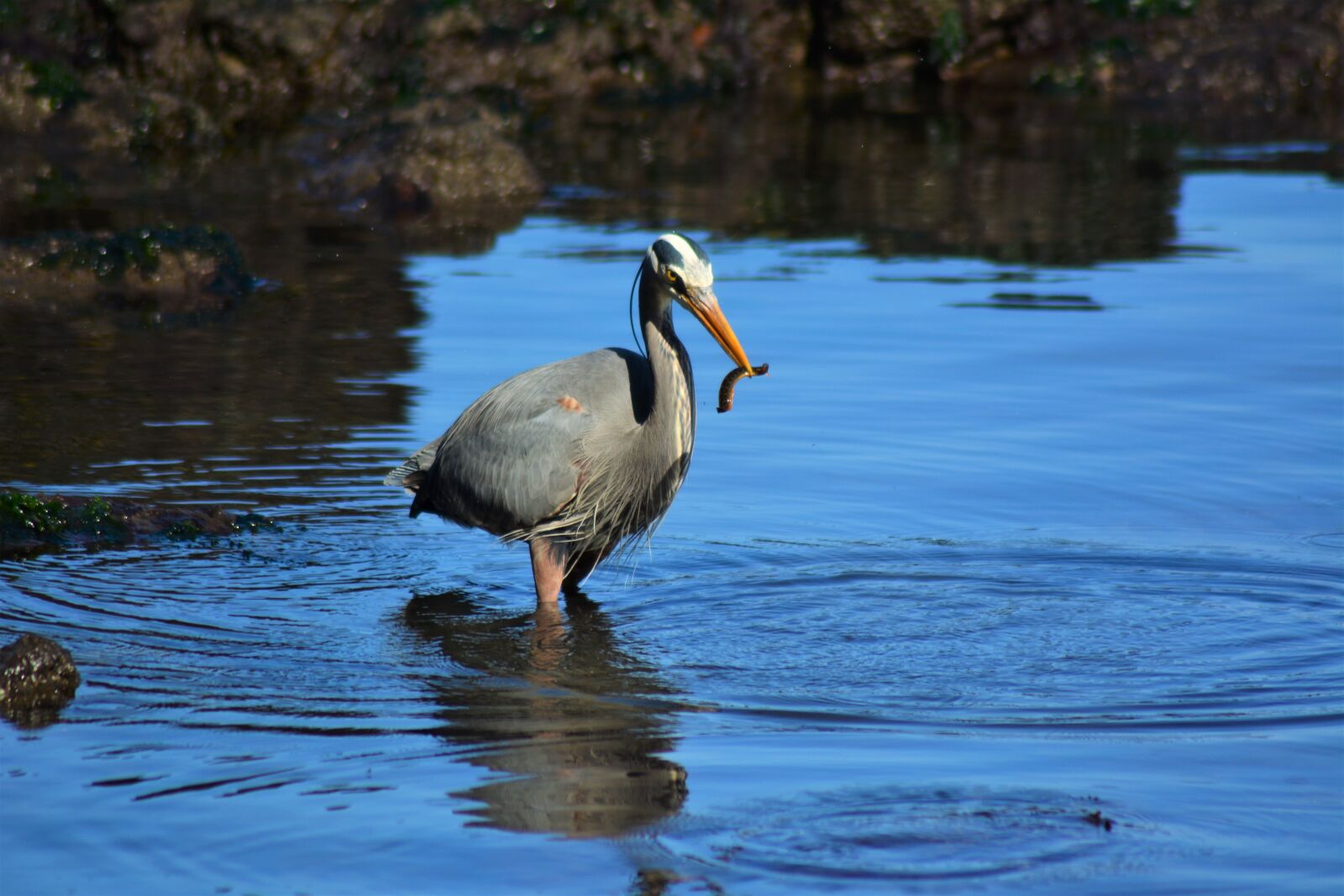 Nikon D7100 sample photo. Great blue heron, bird photography