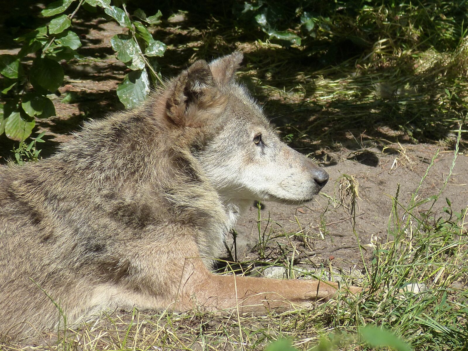 Panasonic Lumix DMC-FZ150 sample photo. Wolf, zoo, animal world photography