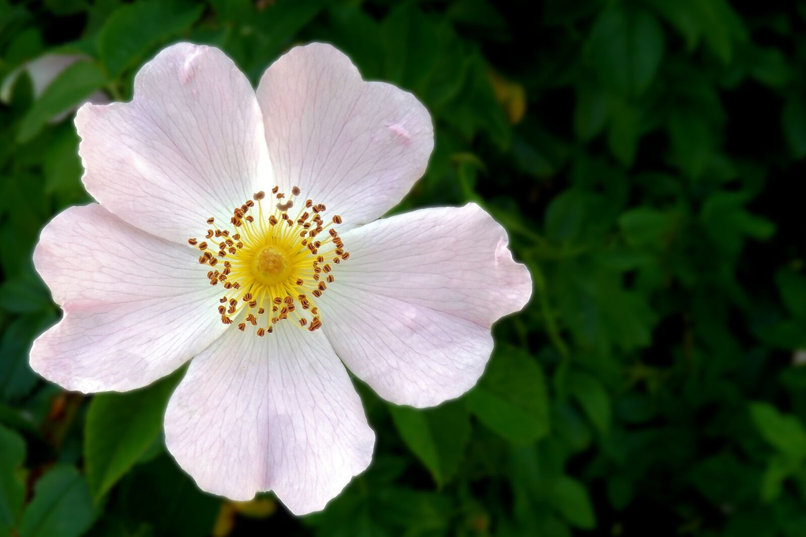 Fujifilm FinePix S4300 sample photo. Wild rose, blossom, bloom photography