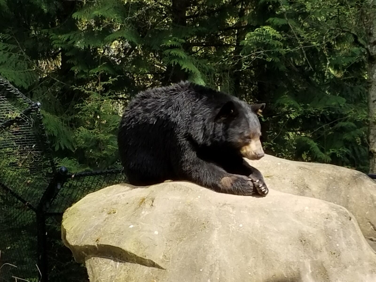 Samsung Galaxy S7 sample photo. Bear, zoo, sunbathing photography