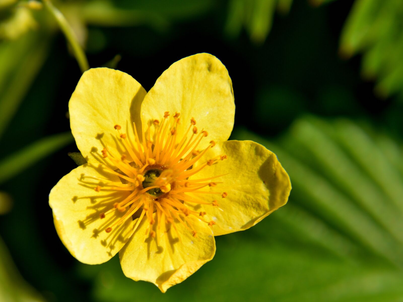 Nikon D5500 sample photo. Flower, public record, nature photography